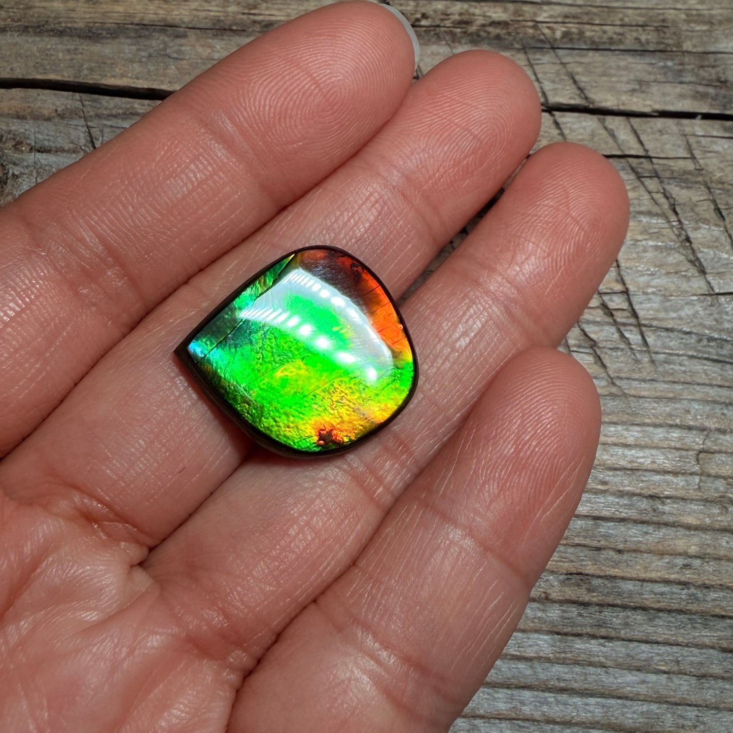 Green Red Ammolite Cabochon, Loose Gemstone, Genuine Canadian Ammonite