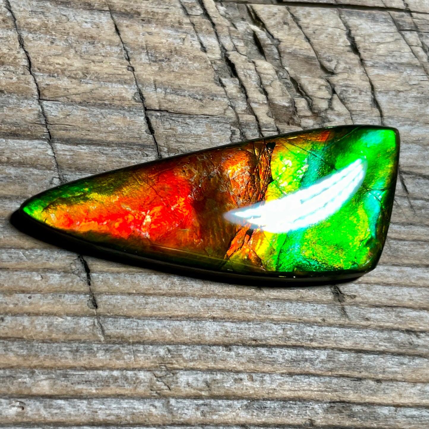 Green Red Ammolite Gemstone Cabochon Freeform Canadian Ammonite Fossil