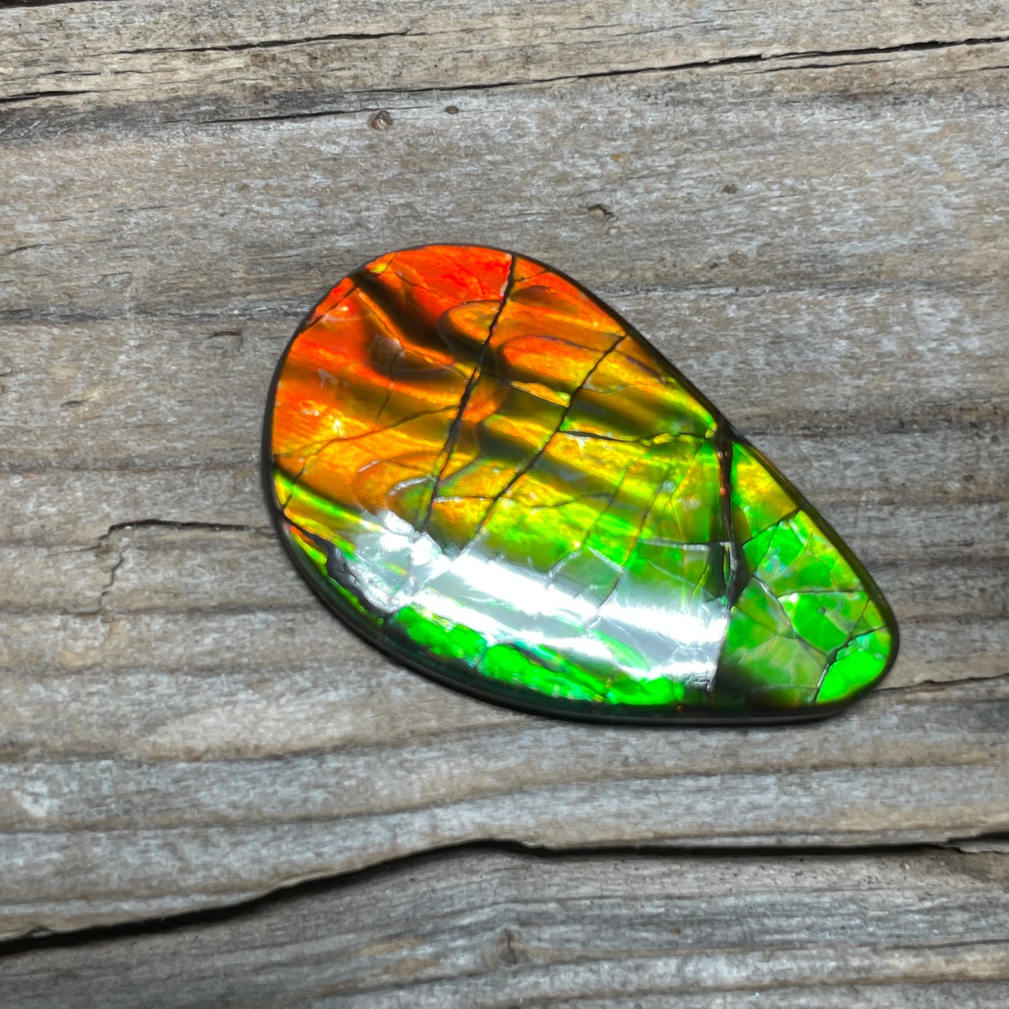 Polished Ammolite Cabochon Red Green