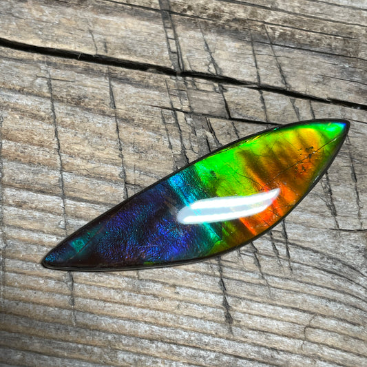 Rainbow Ammolite Gemstone, Freeform Cabochon, Canadian Ammonite Fossil
