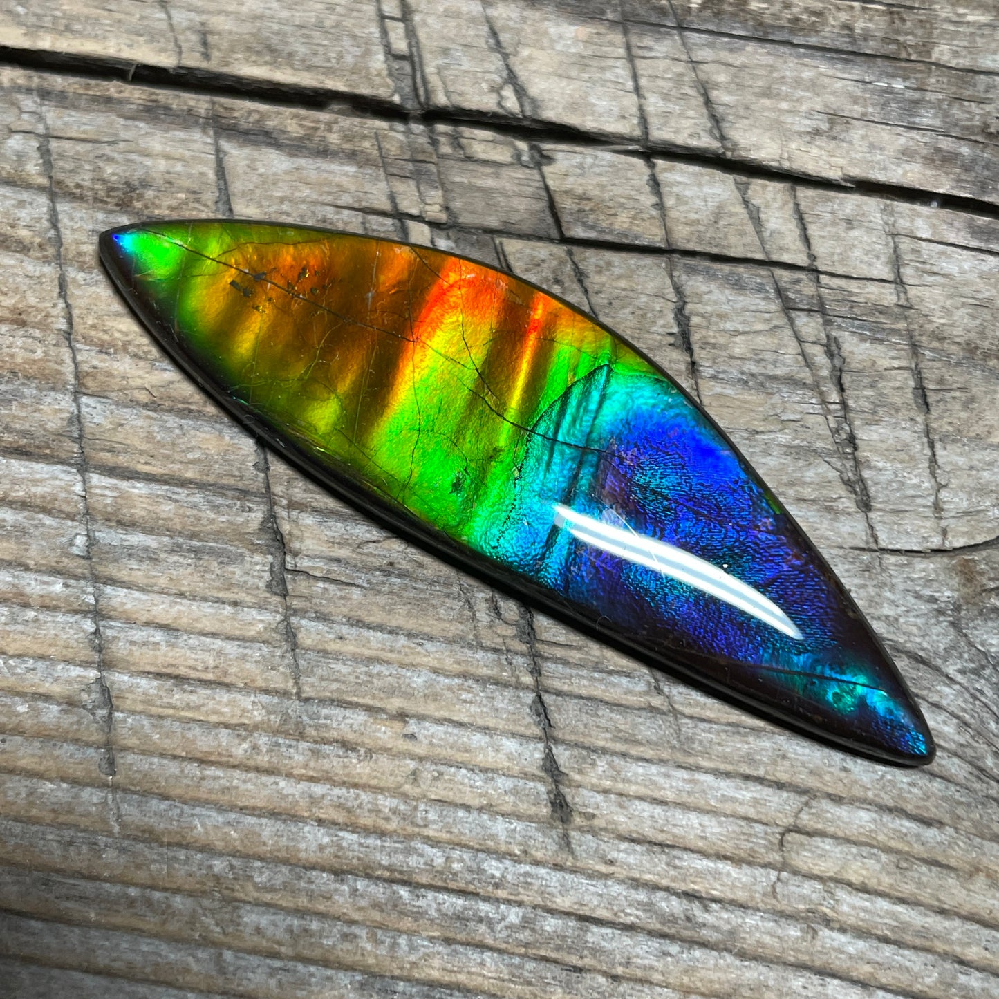 Rainbow Ammolite Gemstone, Freeform Cabochon, Canadian Ammonite Fossil