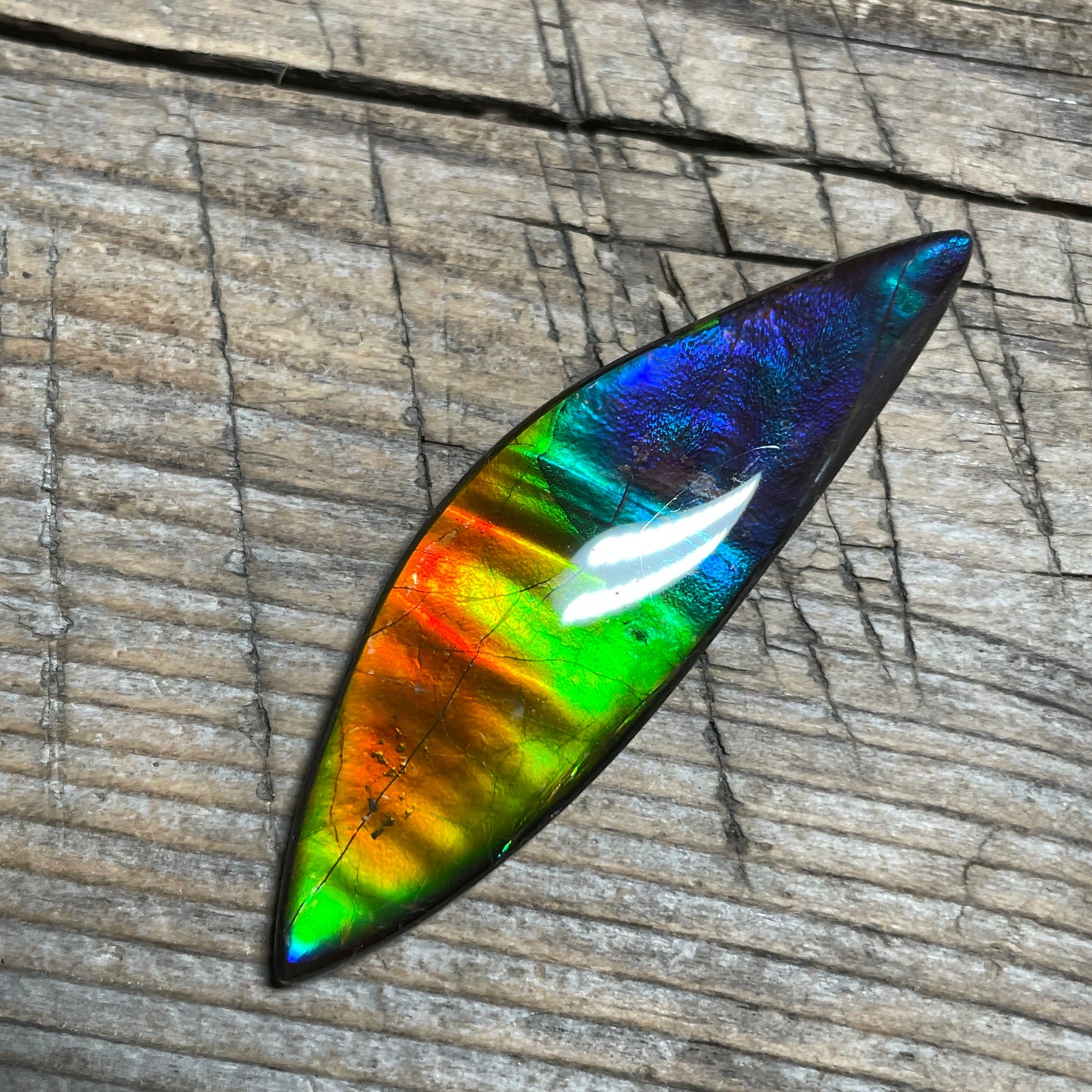 Rainbow Ammolite Gemstone, Freeform Cabochon, Canadian Ammonite Fossil