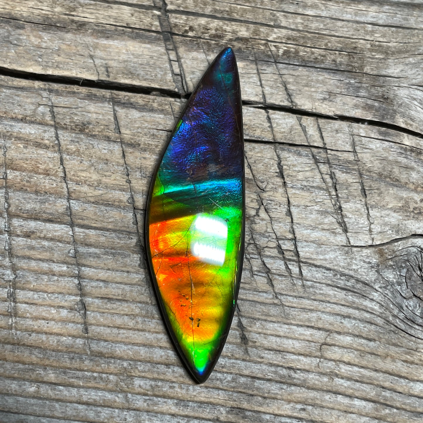 Rainbow Ammolite Gemstone, Freeform Cabochon, Canadian Ammonite Fossil