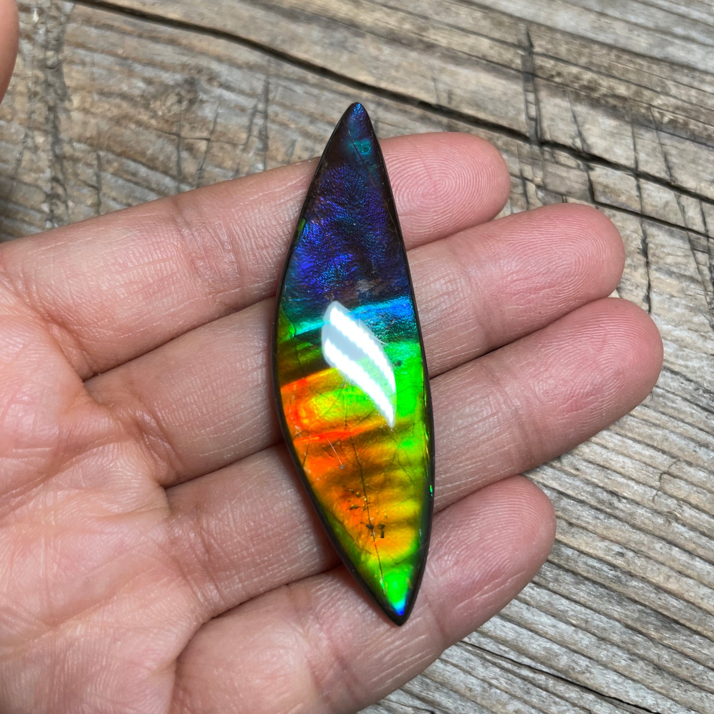 Rainbow Ammolite Gemstone, Freeform Cabochon, Canadian Ammonite Fossil