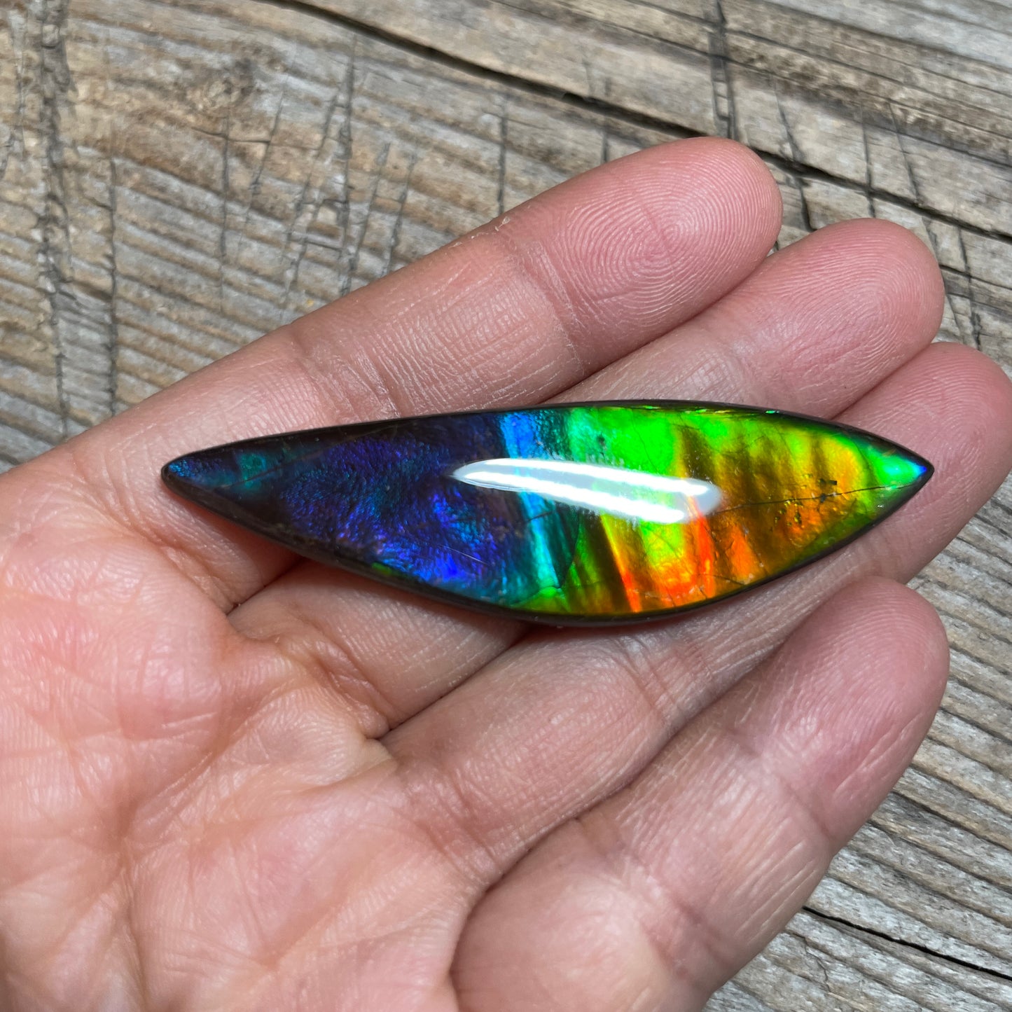 Rainbow Ammolite Gemstone, Freeform Cabochon, Canadian Ammonite Fossil
