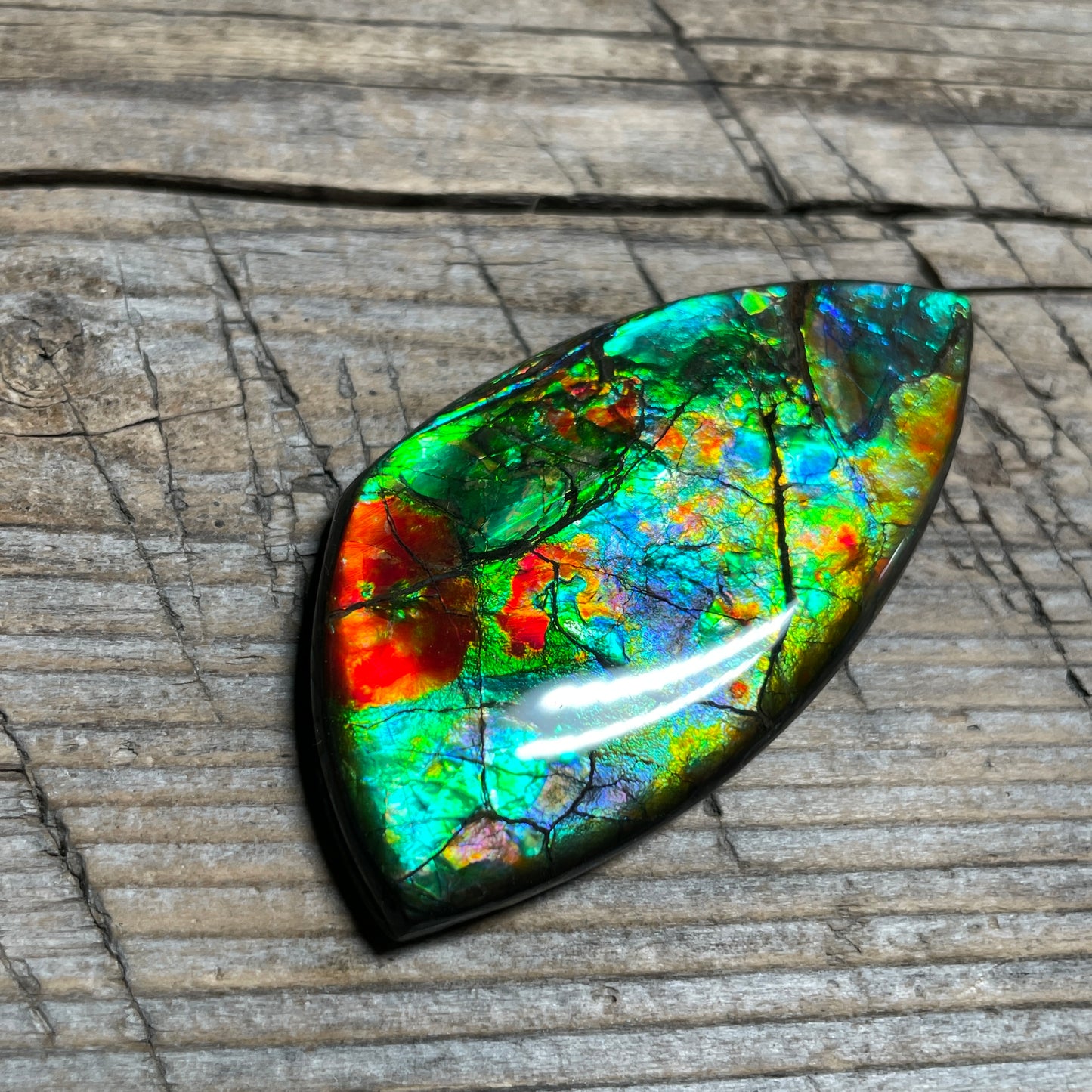 Floral Ammolite Gemstone, Freeform Cabochon, Canadian Ammonite Fossil
