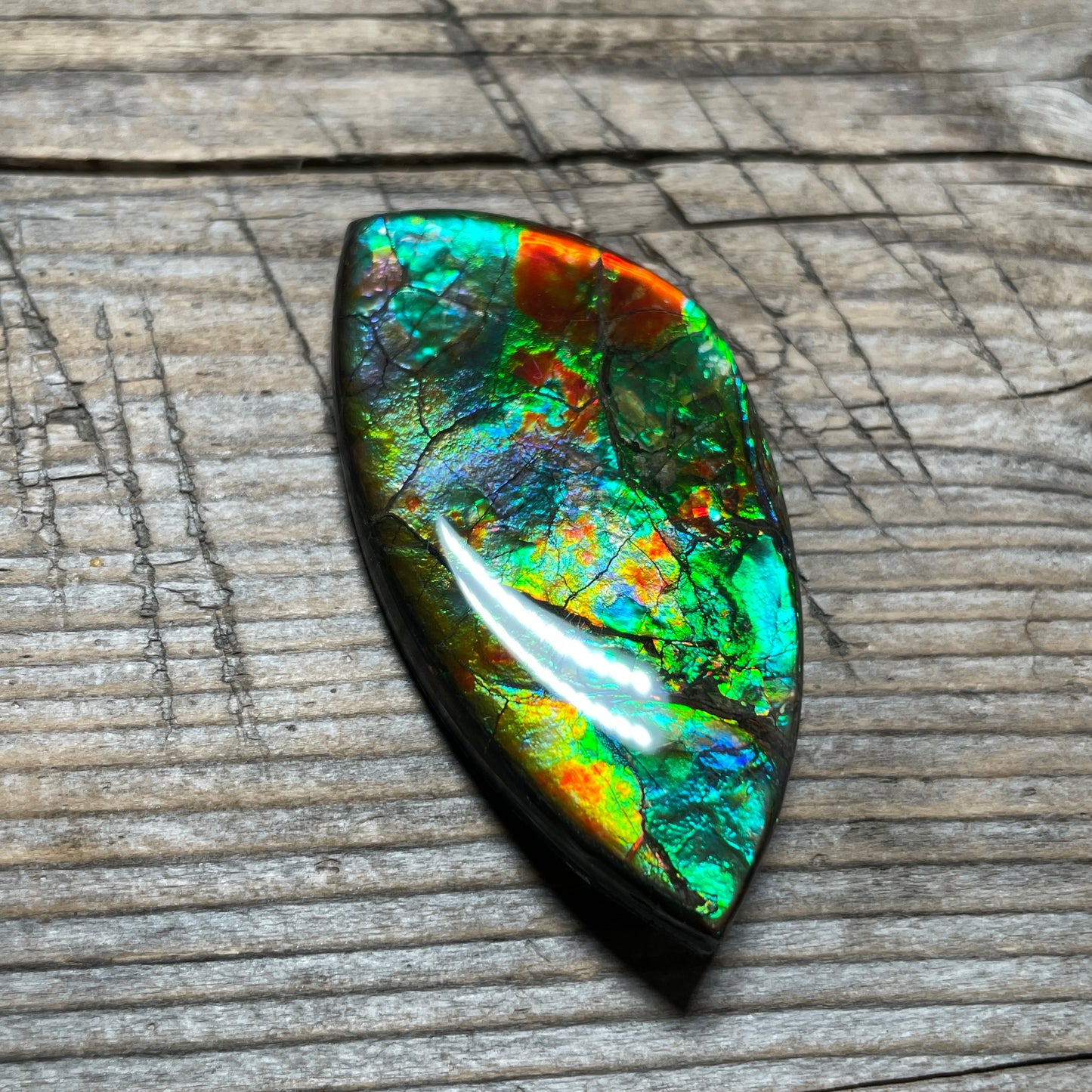 Floral Ammolite Gemstone, Freeform Cabochon, Canadian Ammonite Fossil