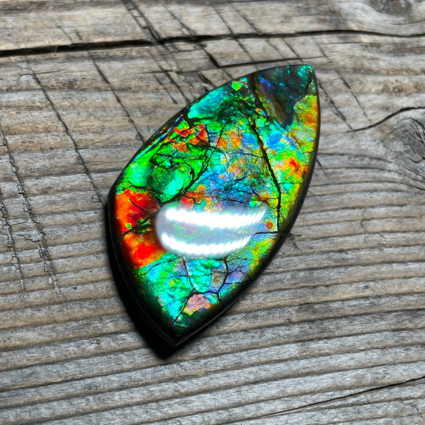 Floral Ammolite Gemstone, Freeform Cabochon, Canadian Ammonite Fossil