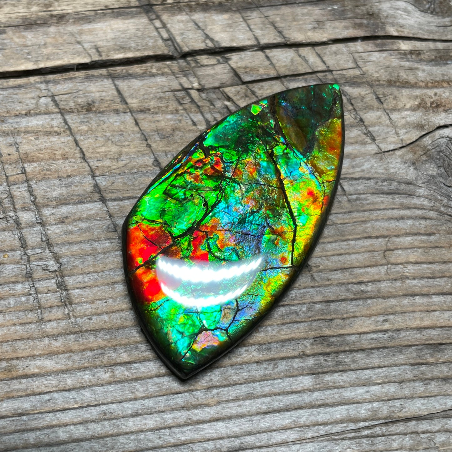 Floral Ammolite Gemstone, Freeform Cabochon, Canadian Ammonite Fossil