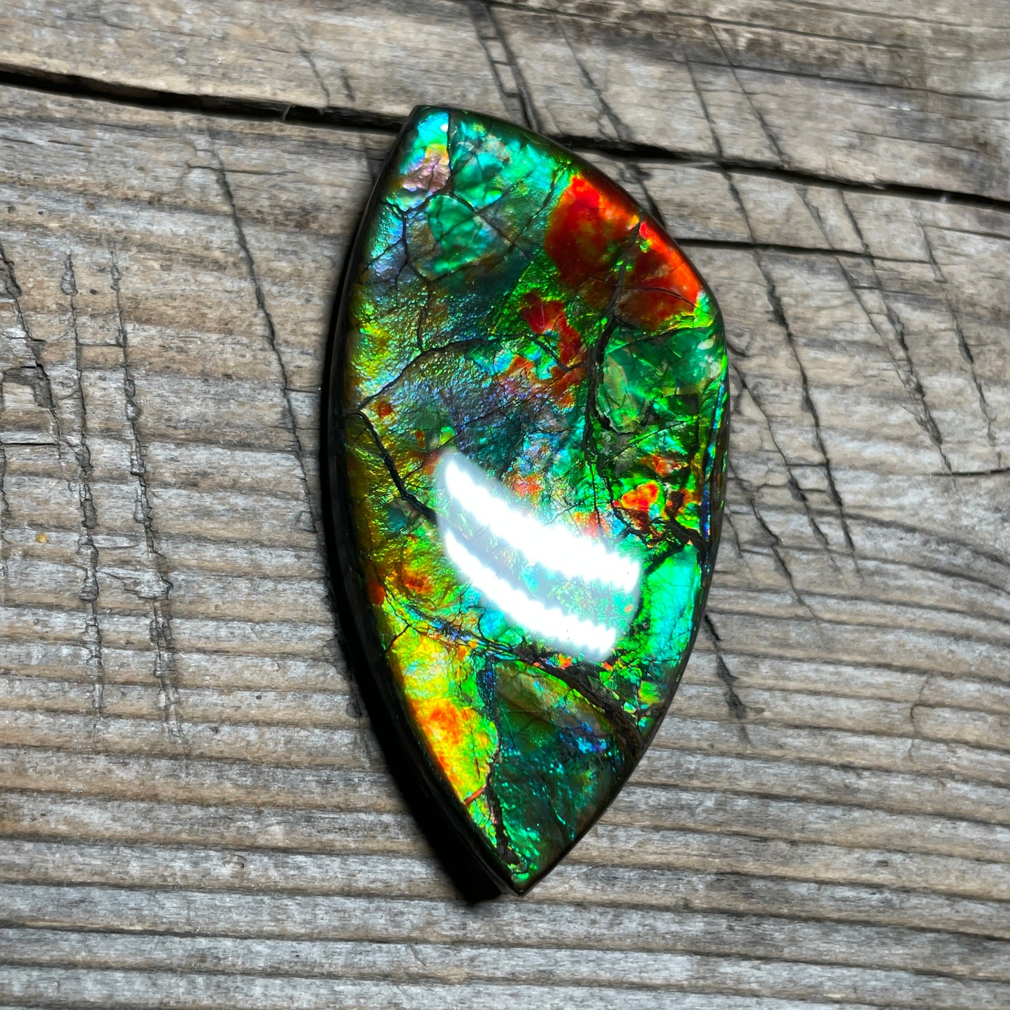 Floral Ammolite Gemstone, Freeform Cabochon, Canadian Ammonite Fossil