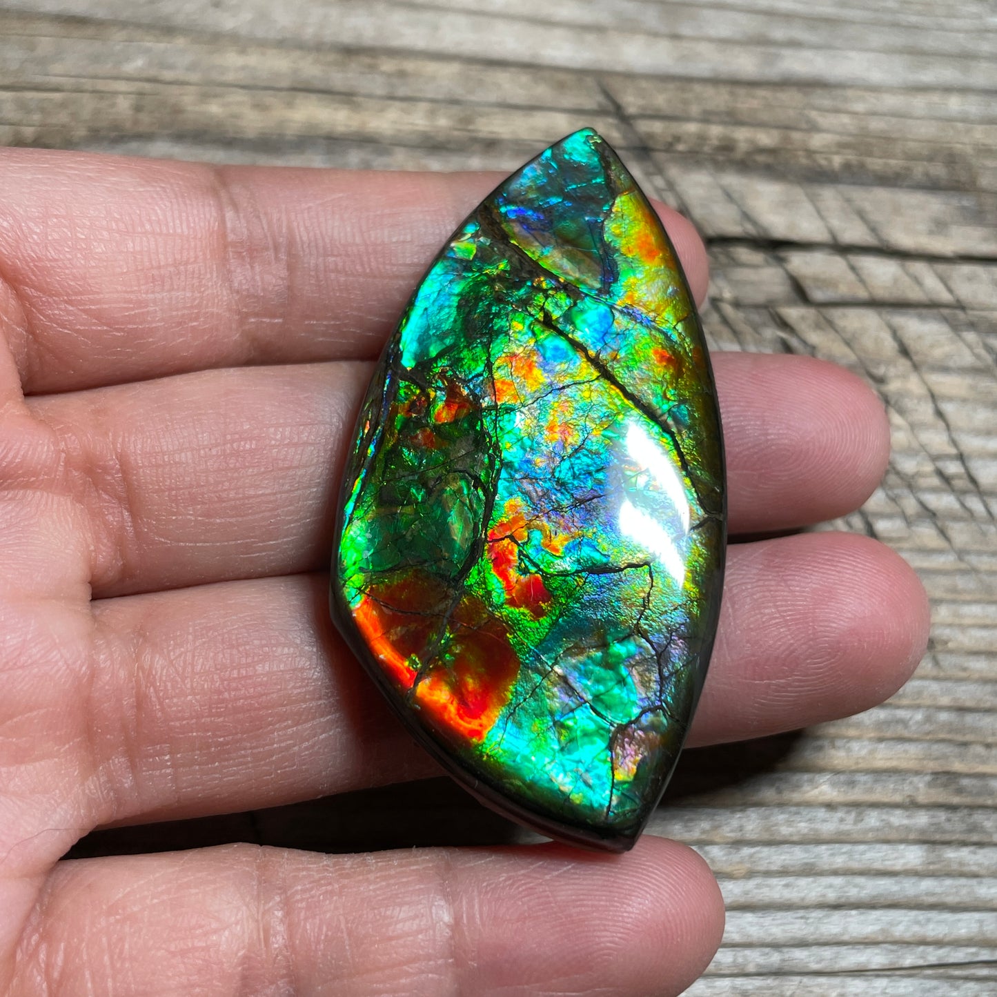 Floral Ammolite Gemstone, Freeform Cabochon, Canadian Ammonite Fossil