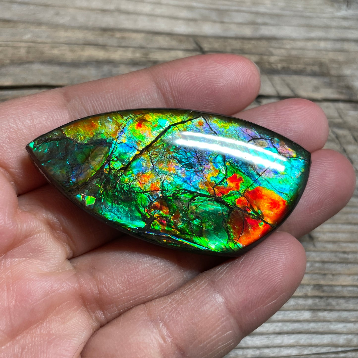 Floral Ammolite Gemstone, Freeform Cabochon, Canadian Ammonite Fossil