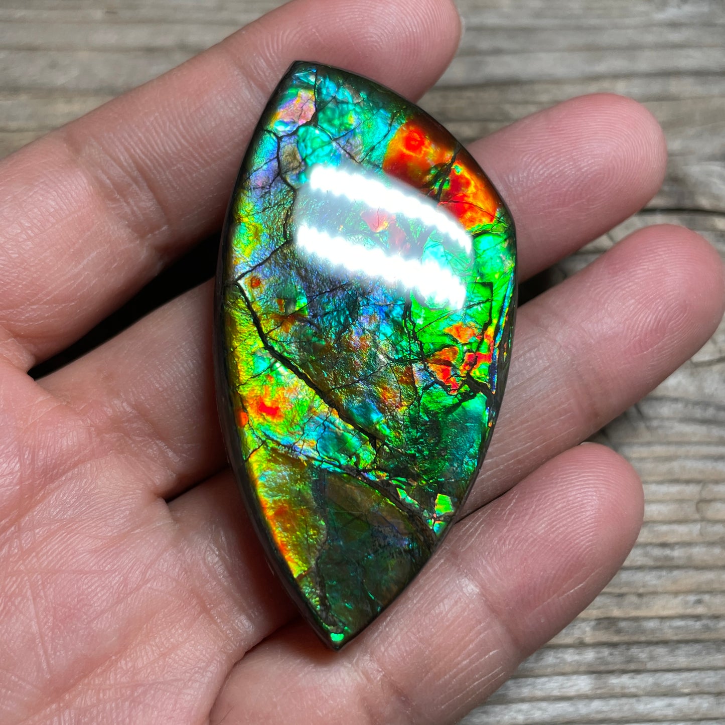 Floral Ammolite Gemstone, Freeform Cabochon, Canadian Ammonite Fossil