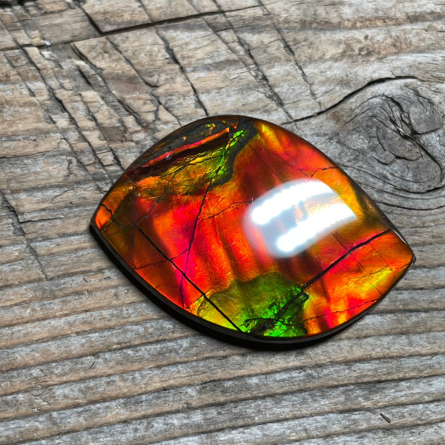 Bright Golden Red Ammolite Cabochon, Loose Gemstone, Genuine Canadian Ammonite