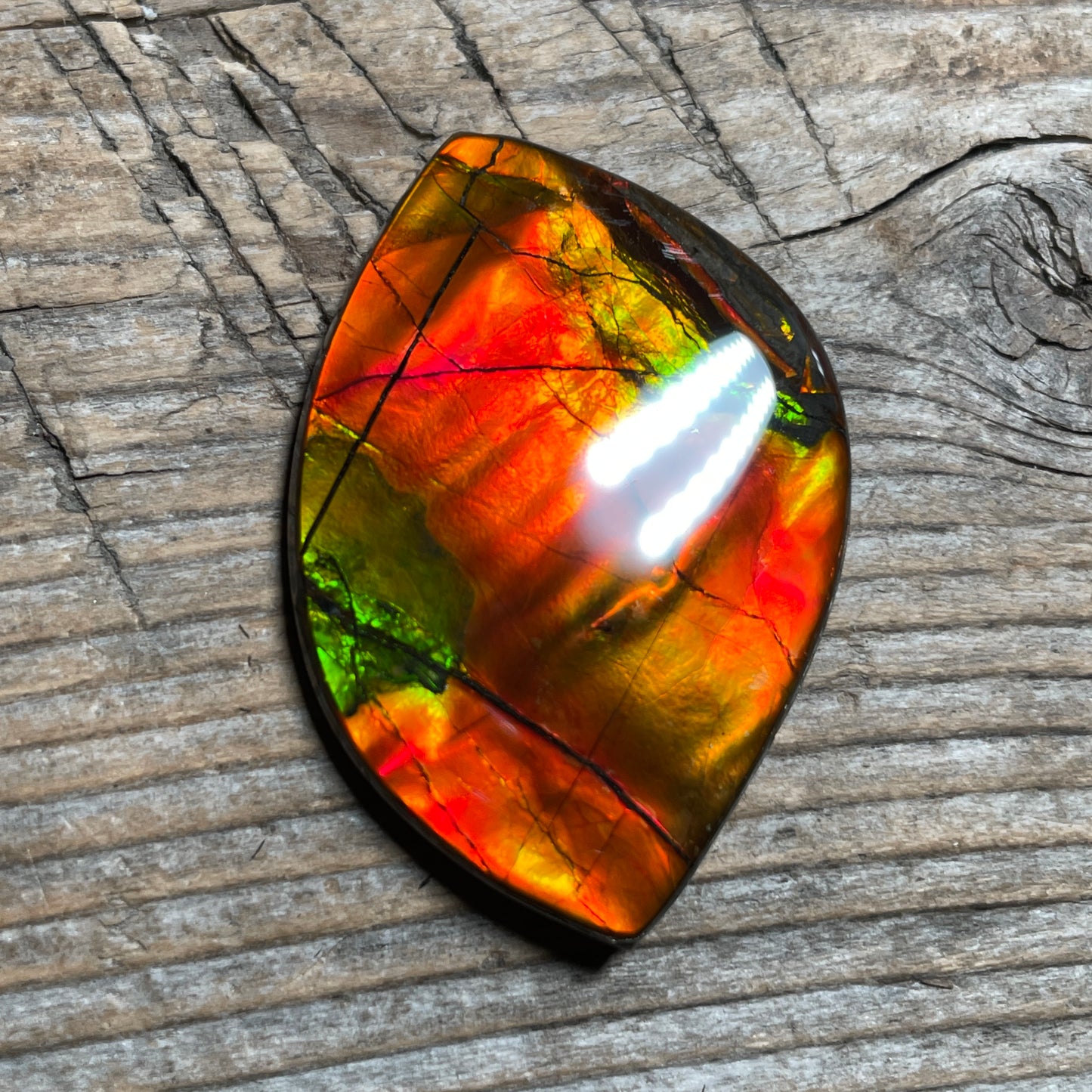 Bright Golden Red Ammolite Cabochon, Loose Gemstone, Genuine Canadian Ammonite