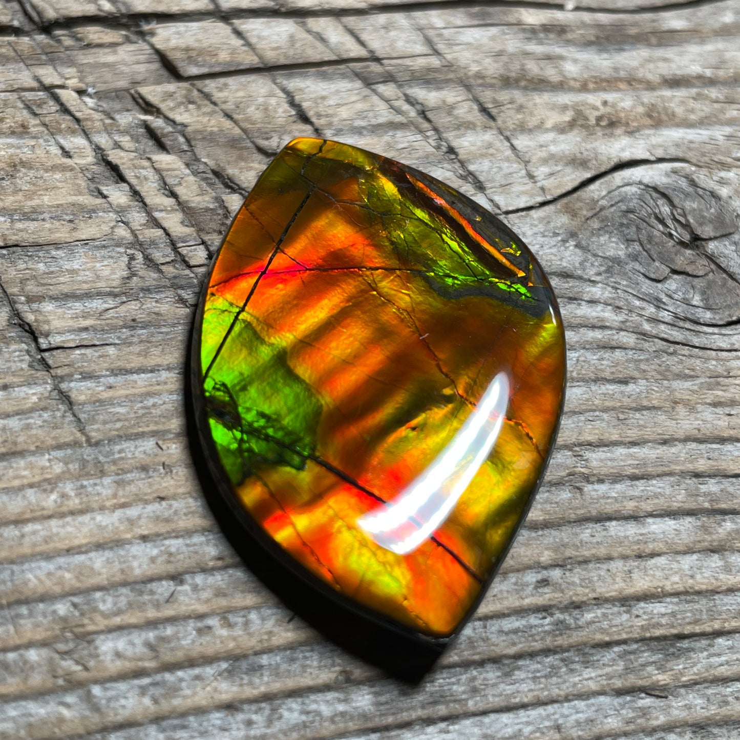 Bright Golden Red Ammolite Cabochon, Loose Gemstone, Genuine Canadian Ammonite
