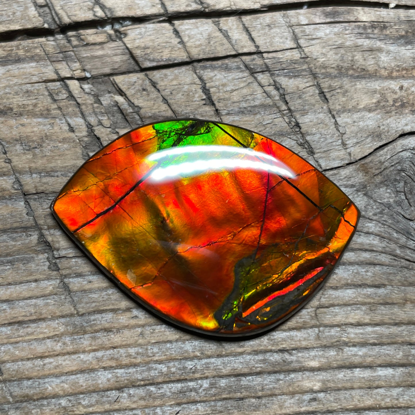 Bright Golden Red Ammolite Cabochon, Loose Gemstone, Genuine Canadian Ammonite