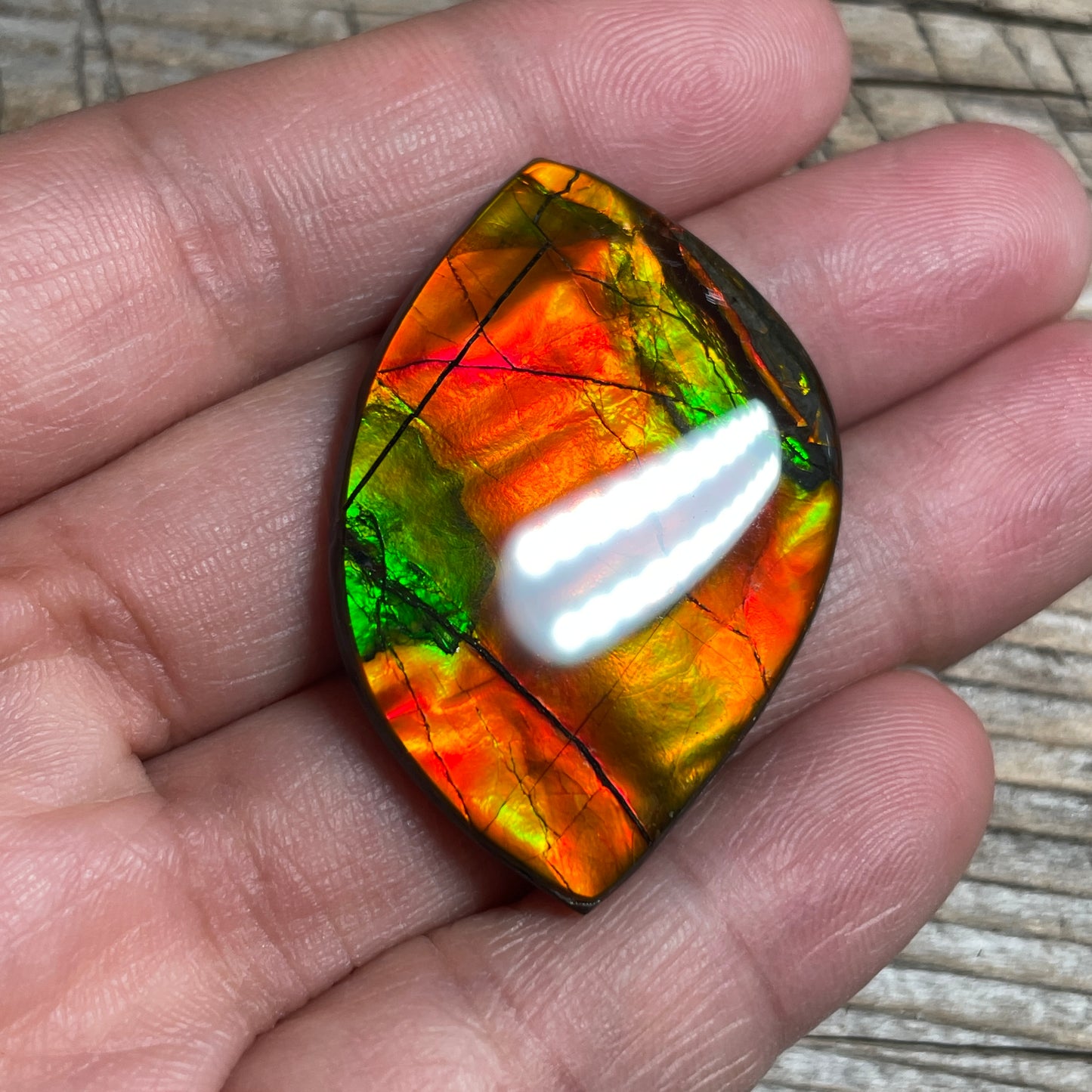 Bright Golden Red Ammolite Cabochon, Loose Gemstone, Genuine Canadian Ammonite