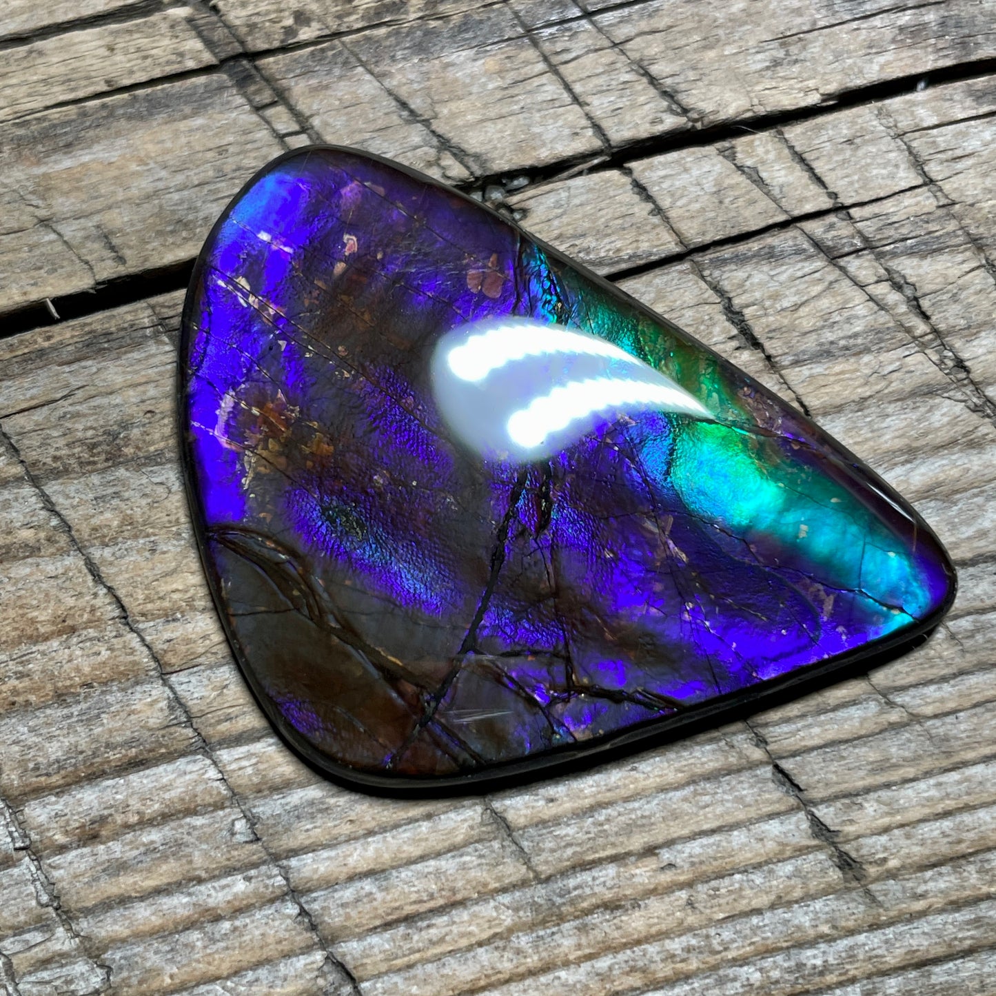Purple Blue Green Purple Ammolite Gemstone Cabochon Freeform Canadian Ammonite FossilP