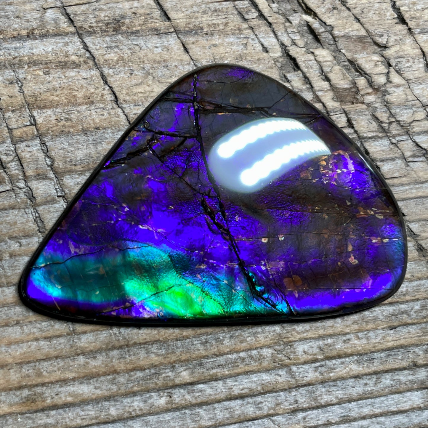 Purple Blue Green Purple Ammolite Gemstone Cabochon Freeform Canadian Ammonite FossilP
