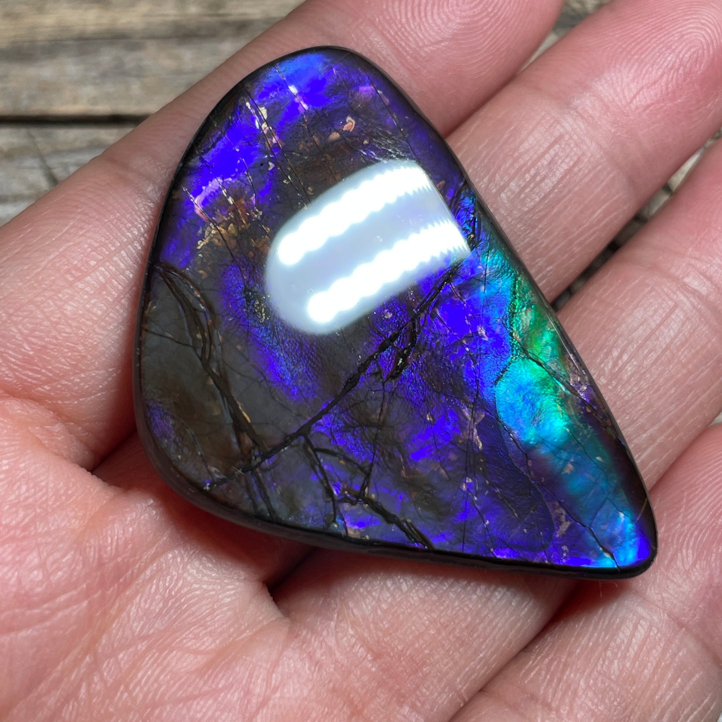 Purple Blue Green Purple Ammolite Gemstone Cabochon Freeform Canadian Ammonite FossilP