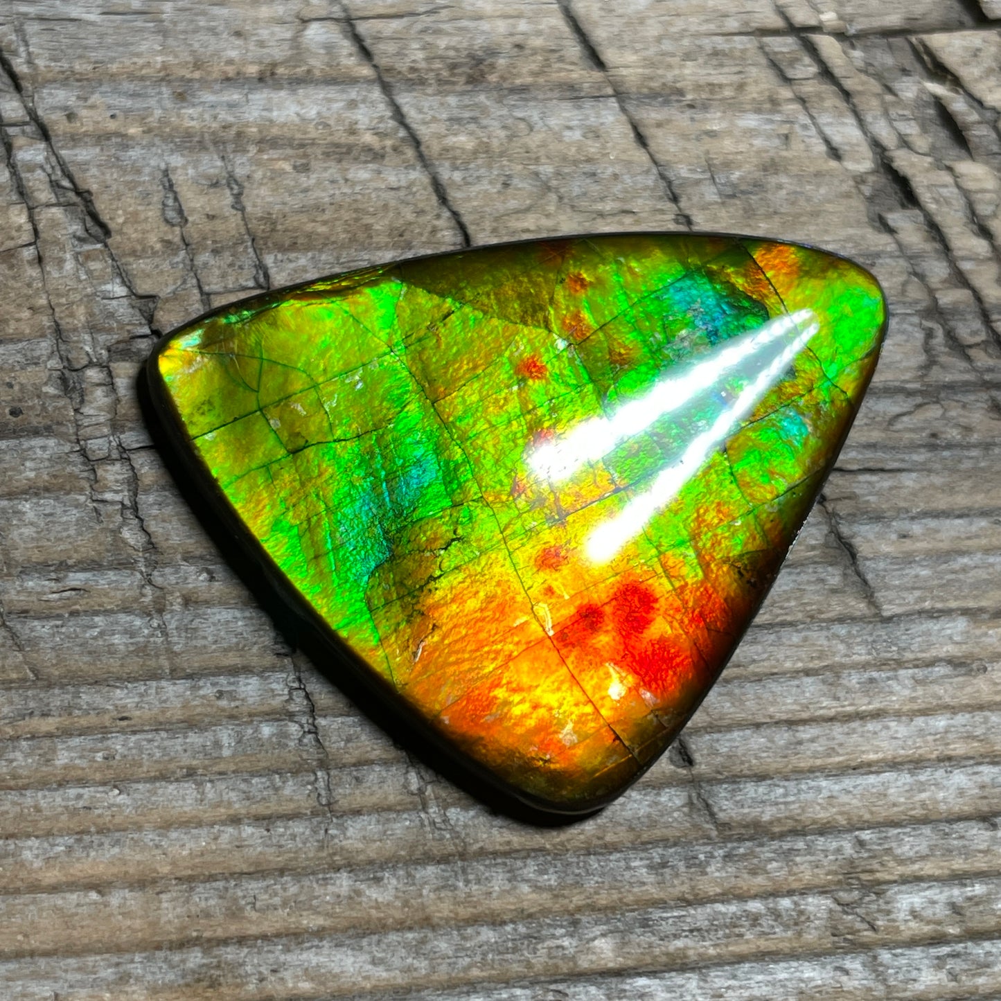 Multicoloured Ammolite Cabochon, Genuine Canadian Ammonite