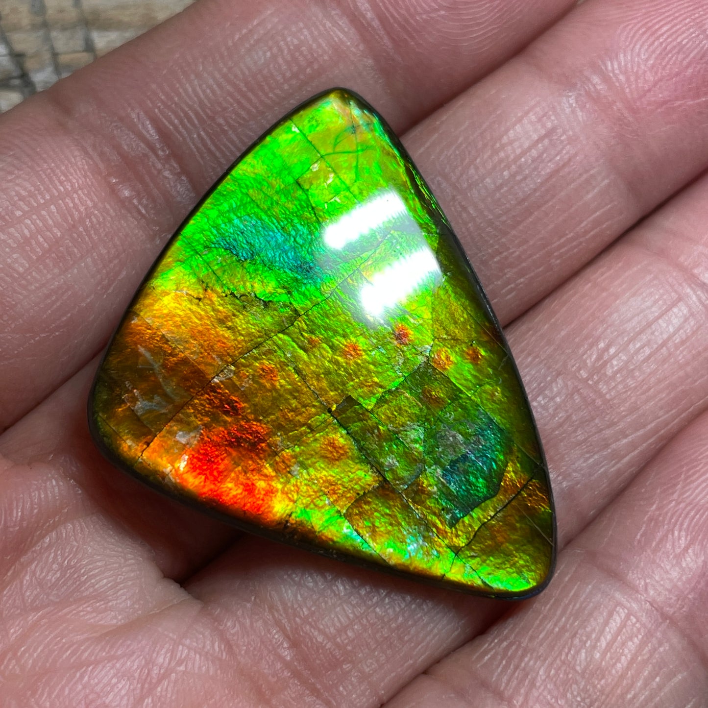Multicoloured Ammolite Cabochon, Genuine Canadian Ammonite