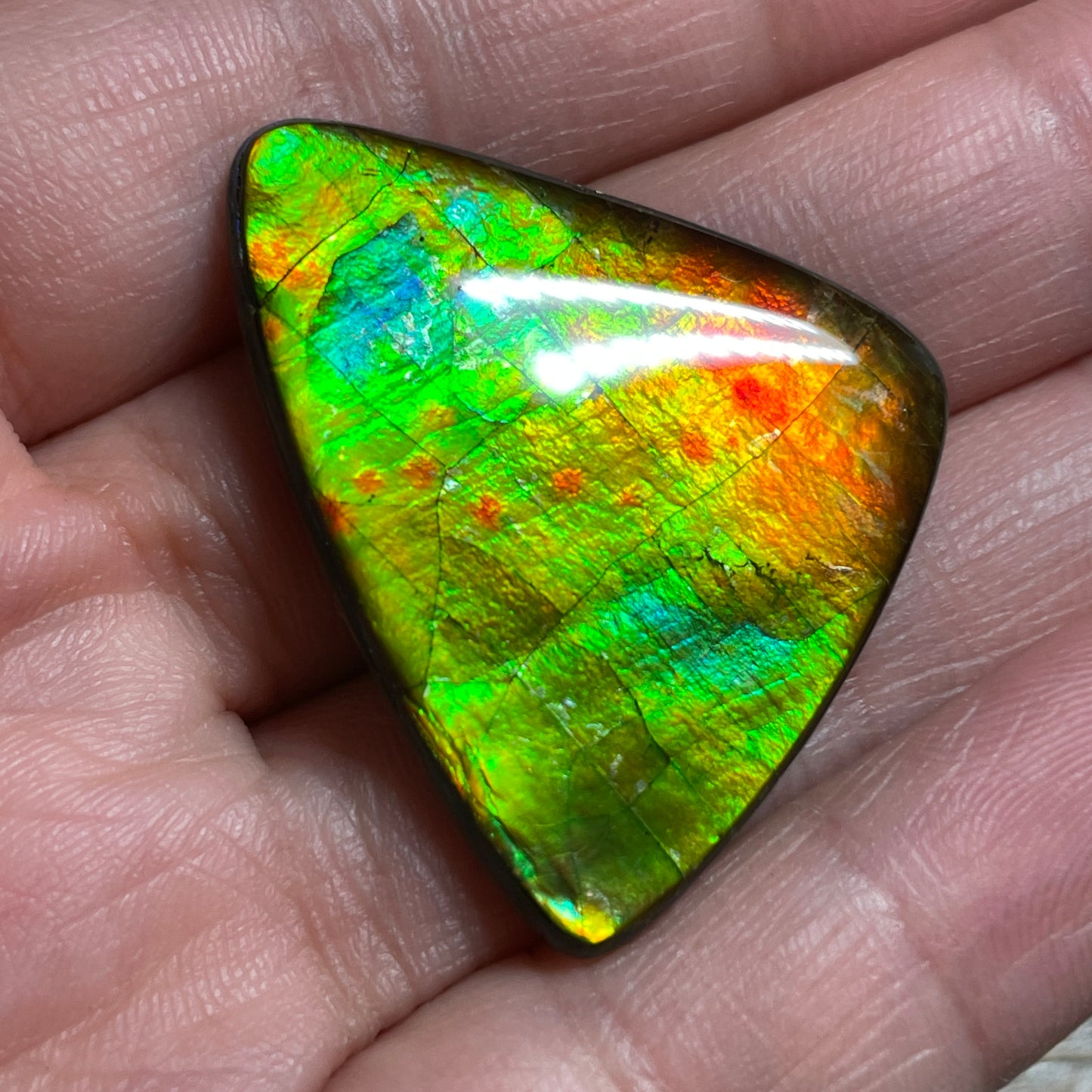 Multicoloured Ammolite Cabochon, Genuine Canadian Ammonite