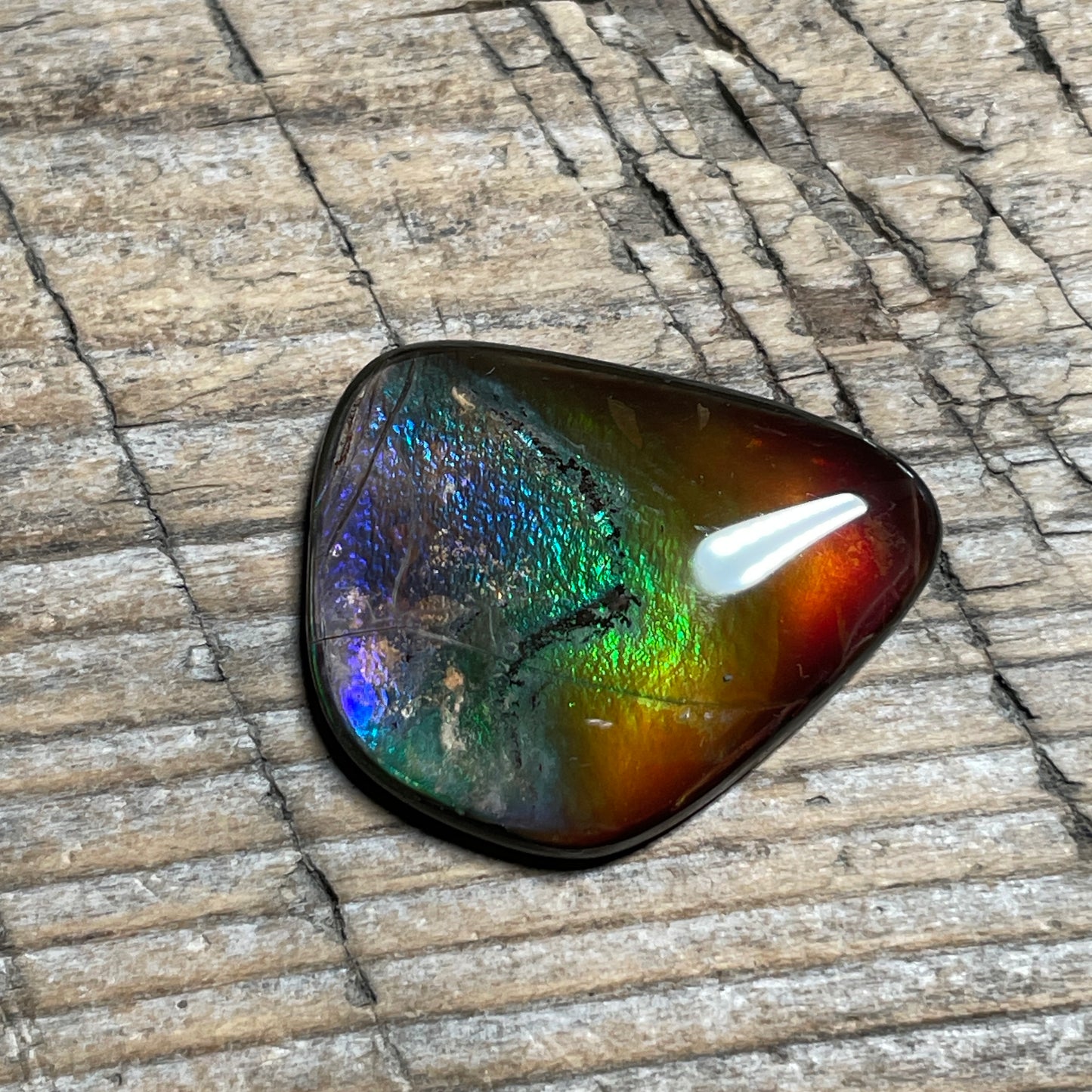 Small Ammolite Freeform Cabochon Coated Natural Rainbow