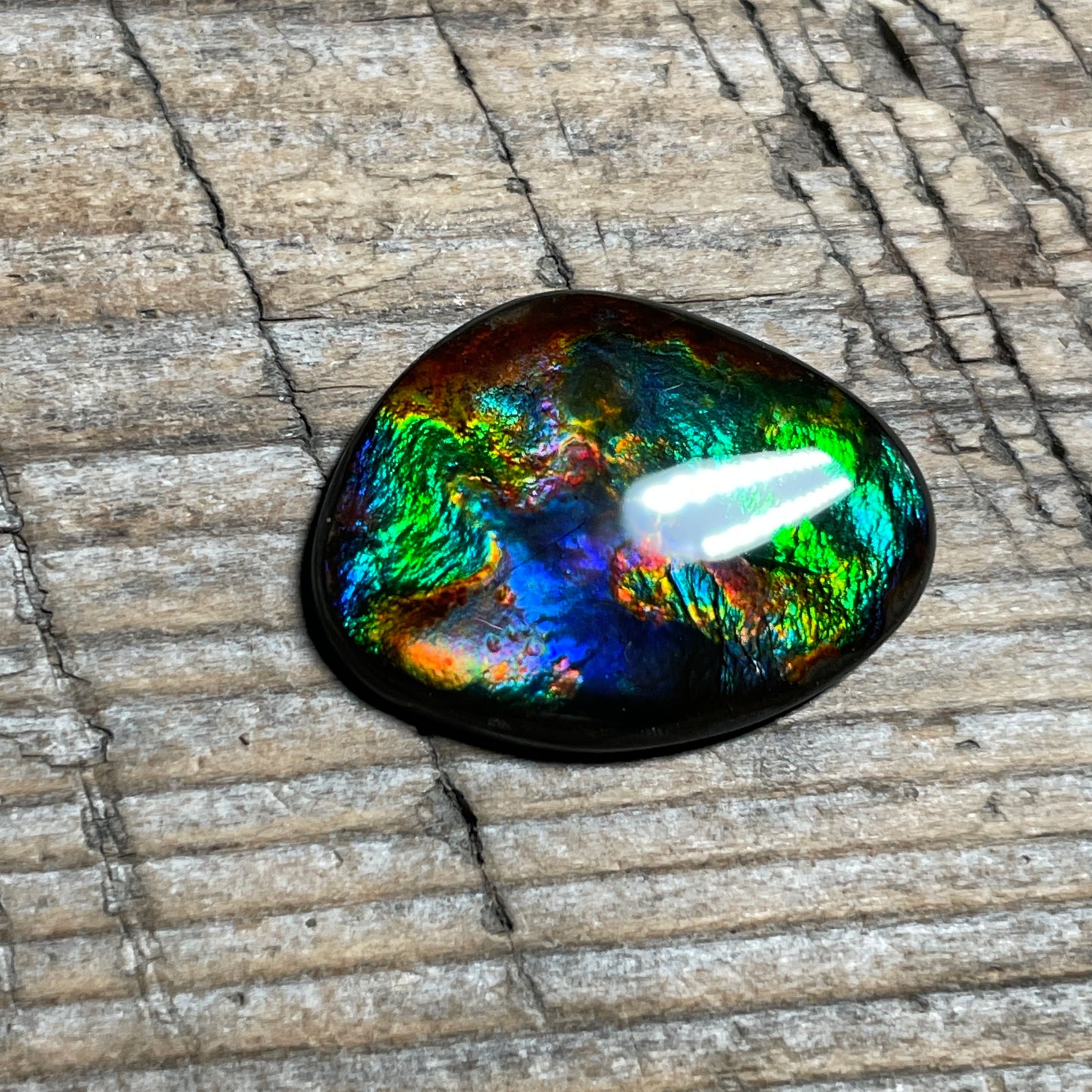 Rare Pattern Ammolite Gemstone, Freeform Cabochon, Canadian Ammonite Fossil