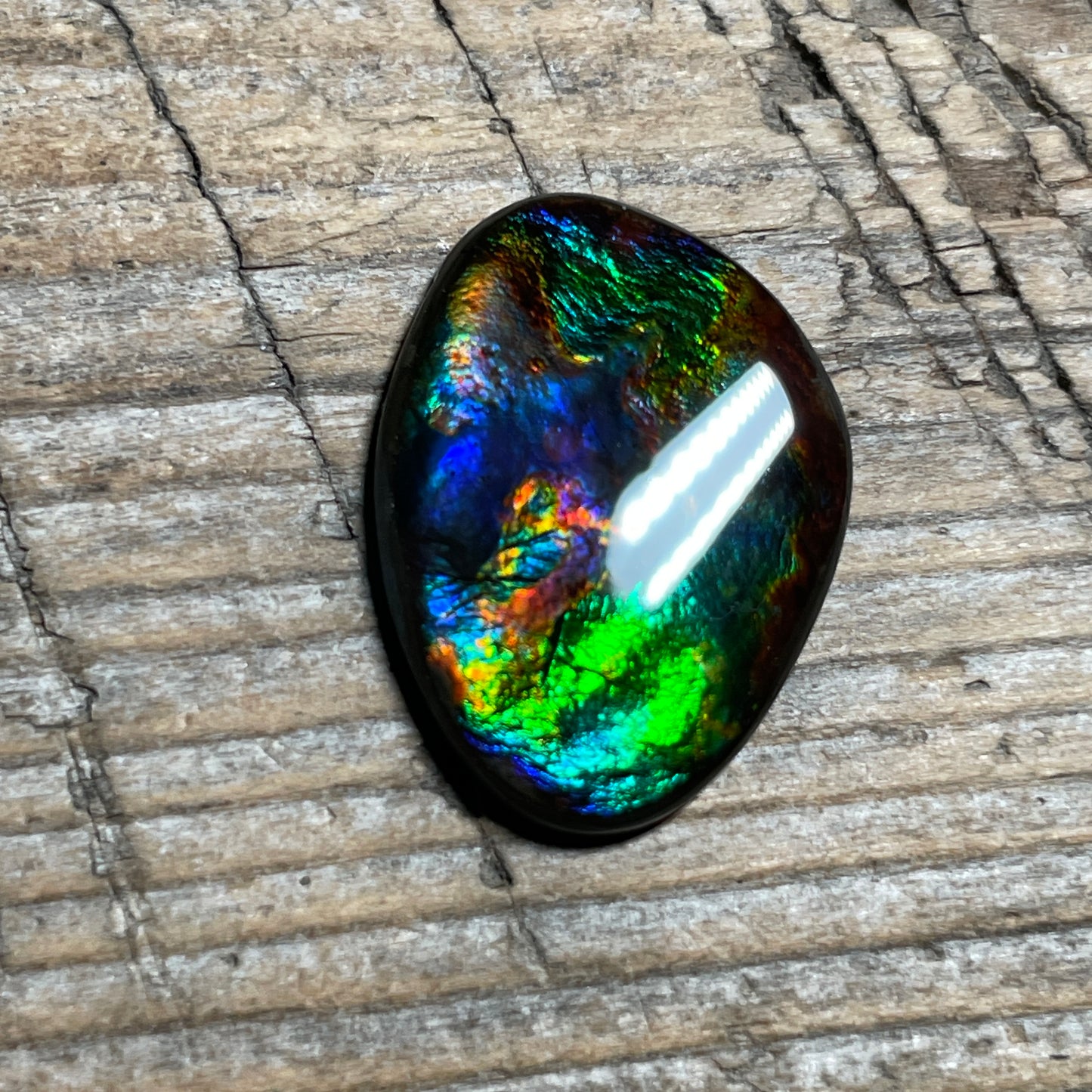 Rare Pattern Ammolite Gemstone, Freeform Cabochon, Canadian Ammonite Fossil