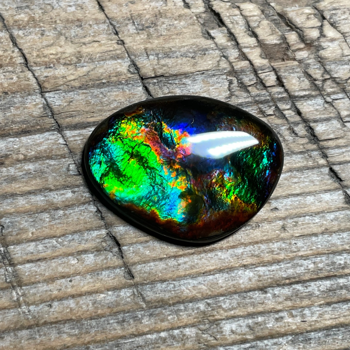 Rare Pattern Ammolite Gemstone, Freeform Cabochon, Canadian Ammonite Fossil