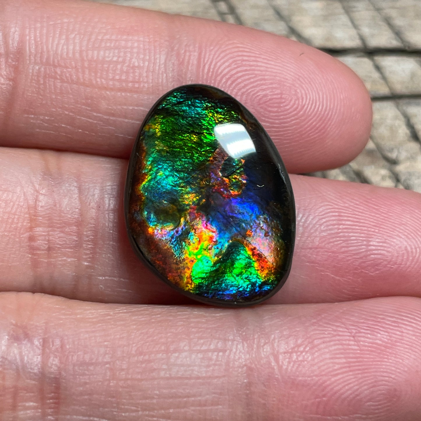 Rare Pattern Ammolite Gemstone, Freeform Cabochon, Canadian Ammonite Fossil