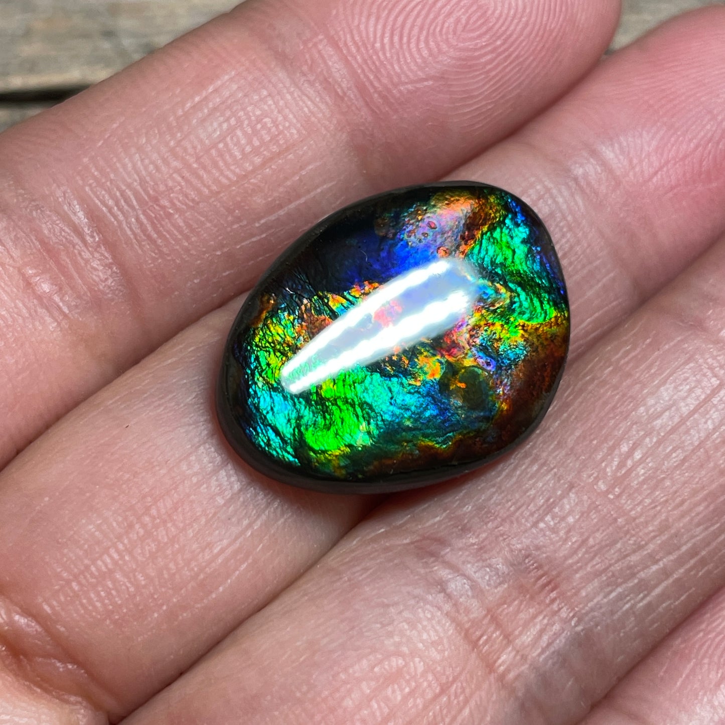 Rare Pattern Ammolite Gemstone, Freeform Cabochon, Canadian Ammonite Fossil