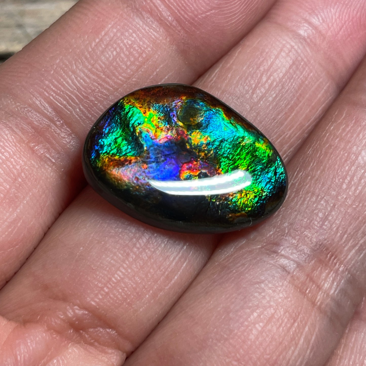 Rare Pattern Ammolite Gemstone, Freeform Cabochon, Canadian Ammonite Fossil