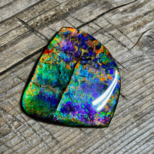 Large Rare Floral Ammolite Gemstone Natural Freeform