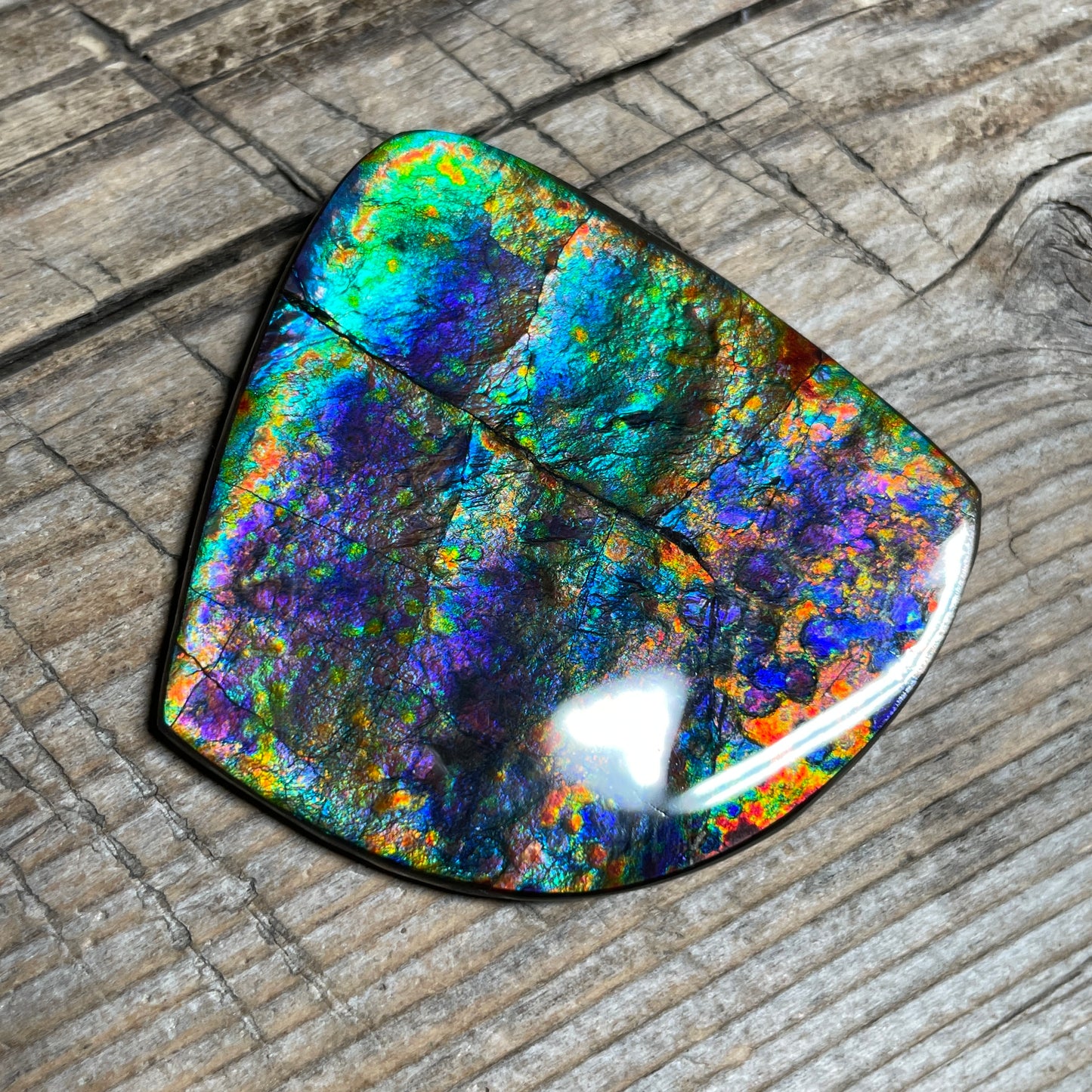 Large Rare Floral Ammolite Gemstone Natural Freeform