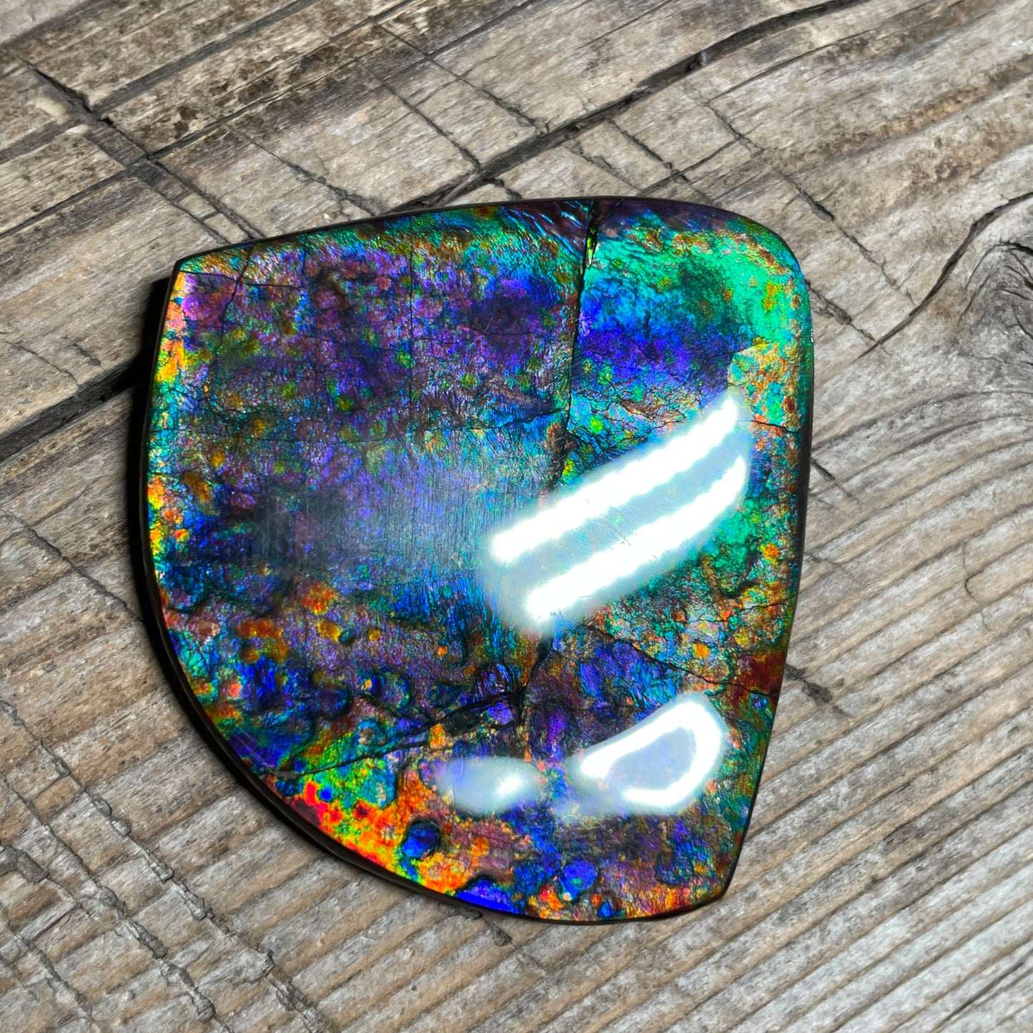 Large Rare Floral Ammolite Gemstone Natural Freeform