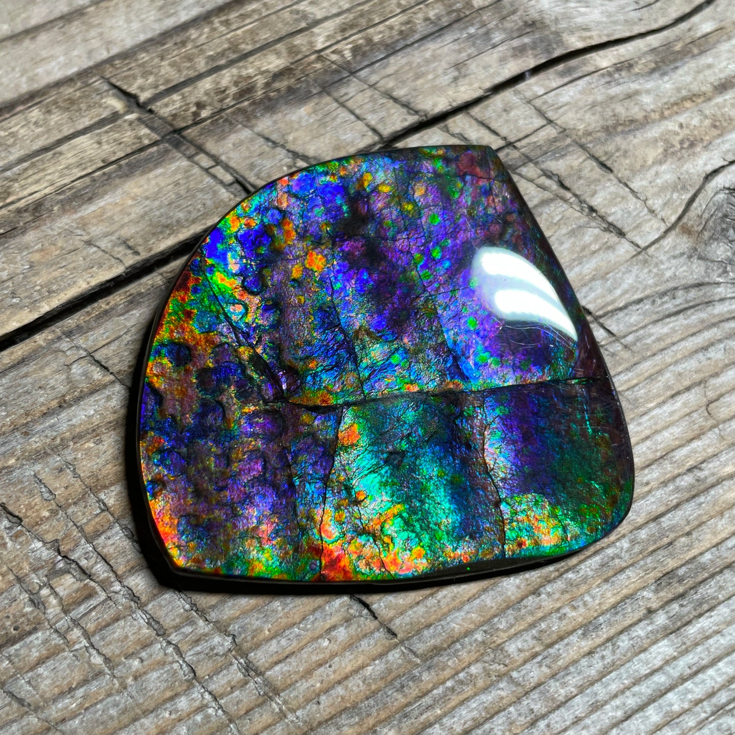Large Rare Floral Ammolite Gemstone Natural Freeform