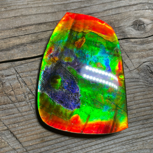 LARGE Ammolite Freeform Cabochon Coated Natural Rainbow