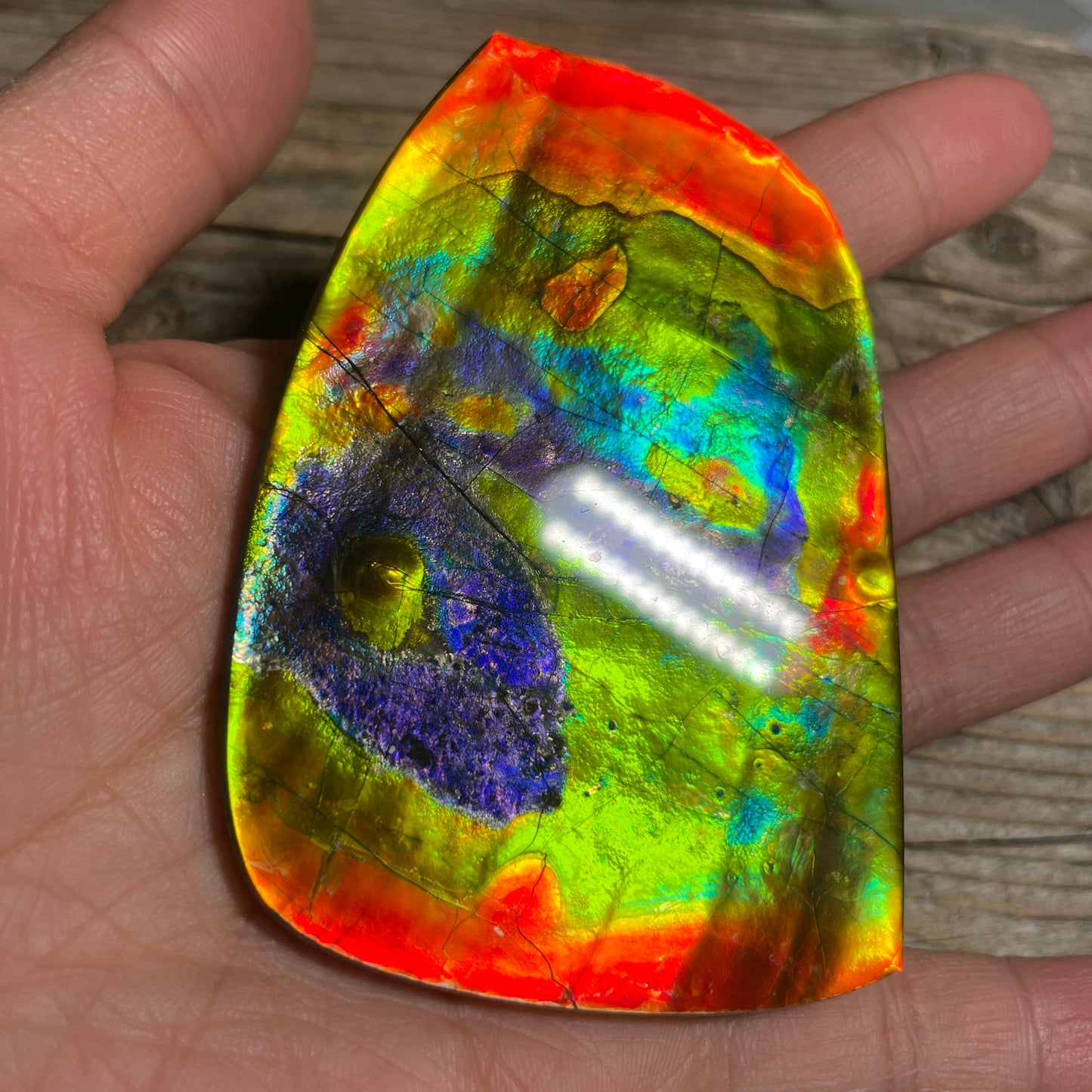 LARGE Ammolite Freeform Cabochon Coated Natural Rainbow