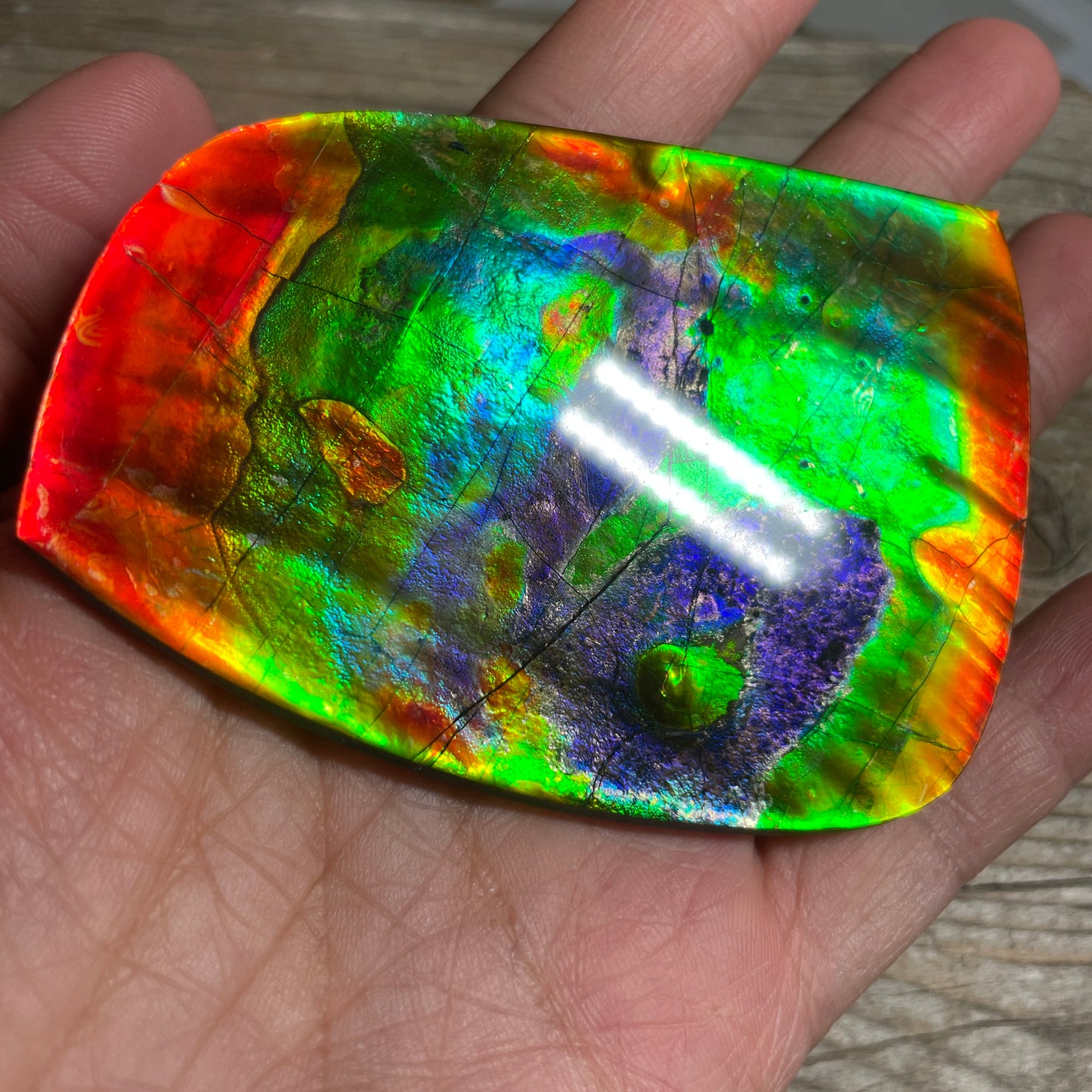 LARGE Ammolite Freeform Cabochon Coated Natural Rainbow