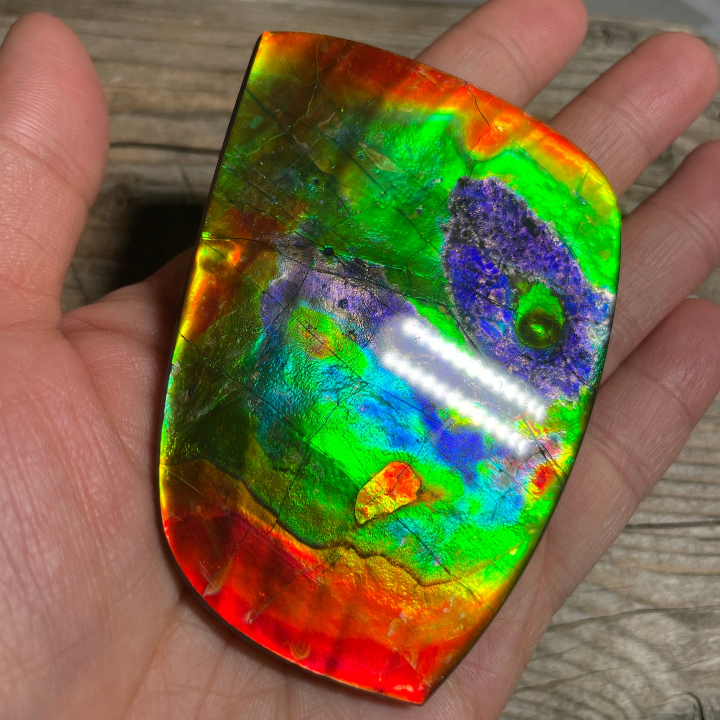 LARGE Ammolite Freeform Cabochon Coated Natural Rainbow