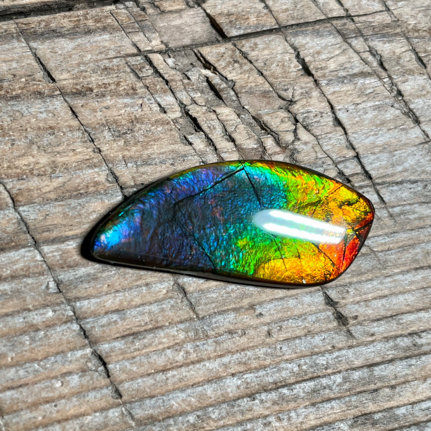 Rainbow Ammolite Freeform Cabochon Coated Natural