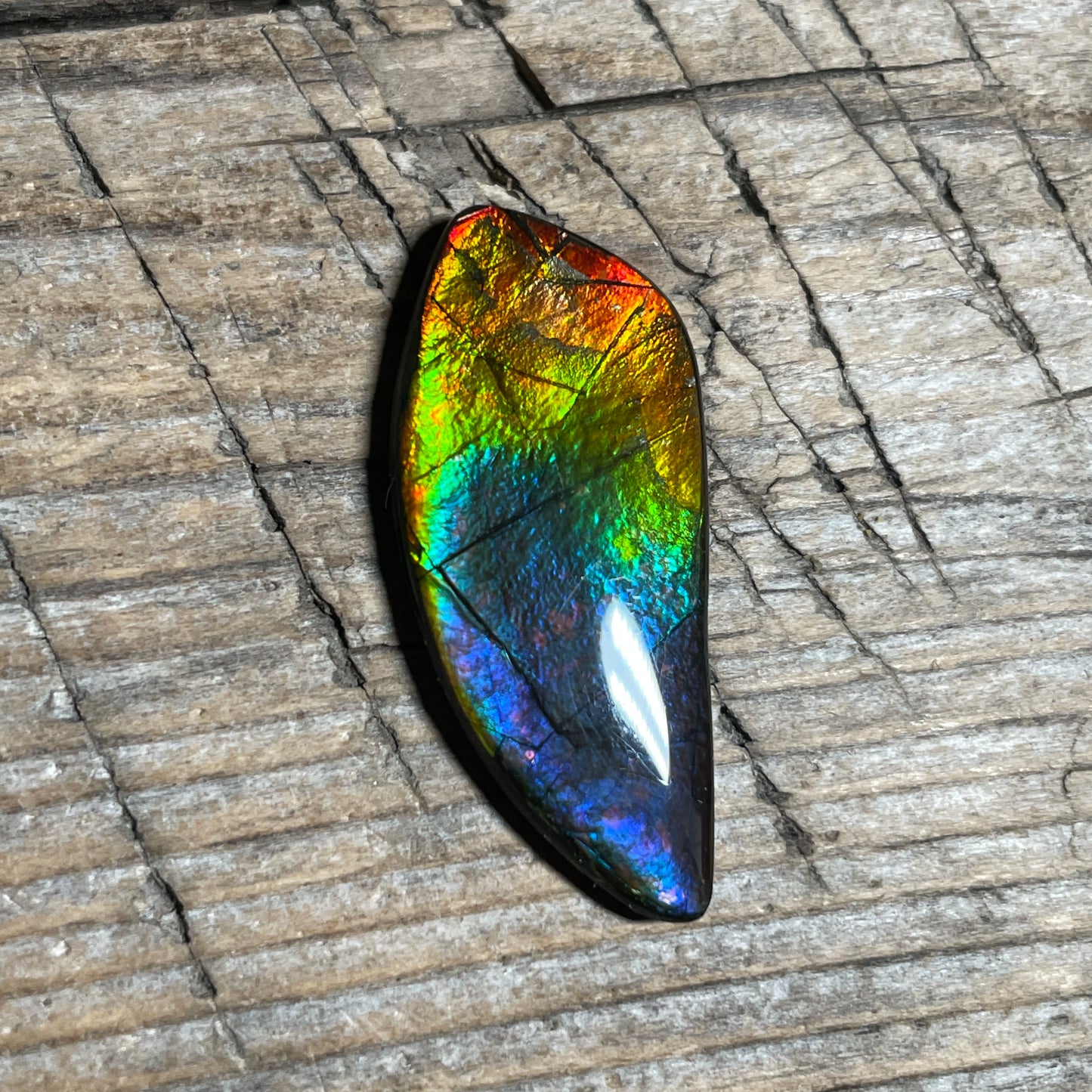 Rainbow Ammolite Freeform Cabochon Coated Natural