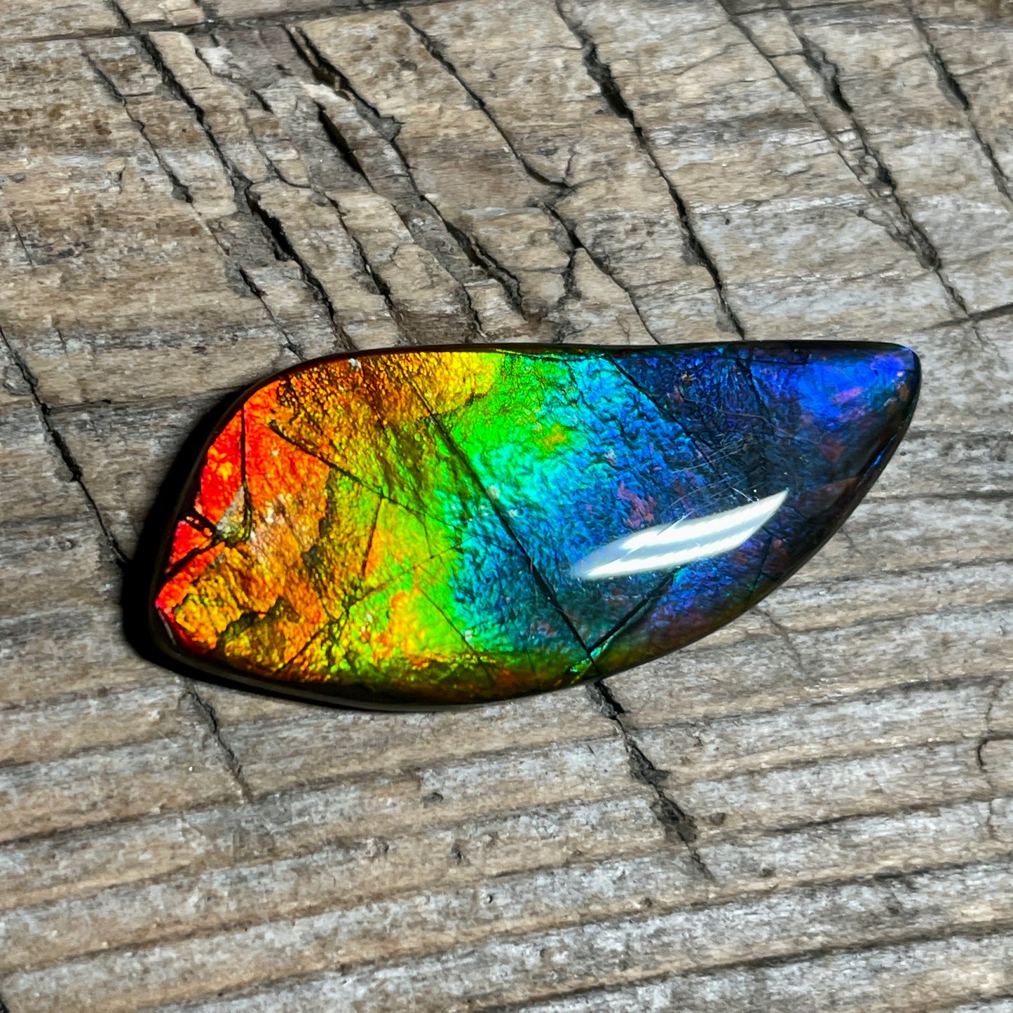 Rainbow Ammolite Freeform Cabochon Coated Natural