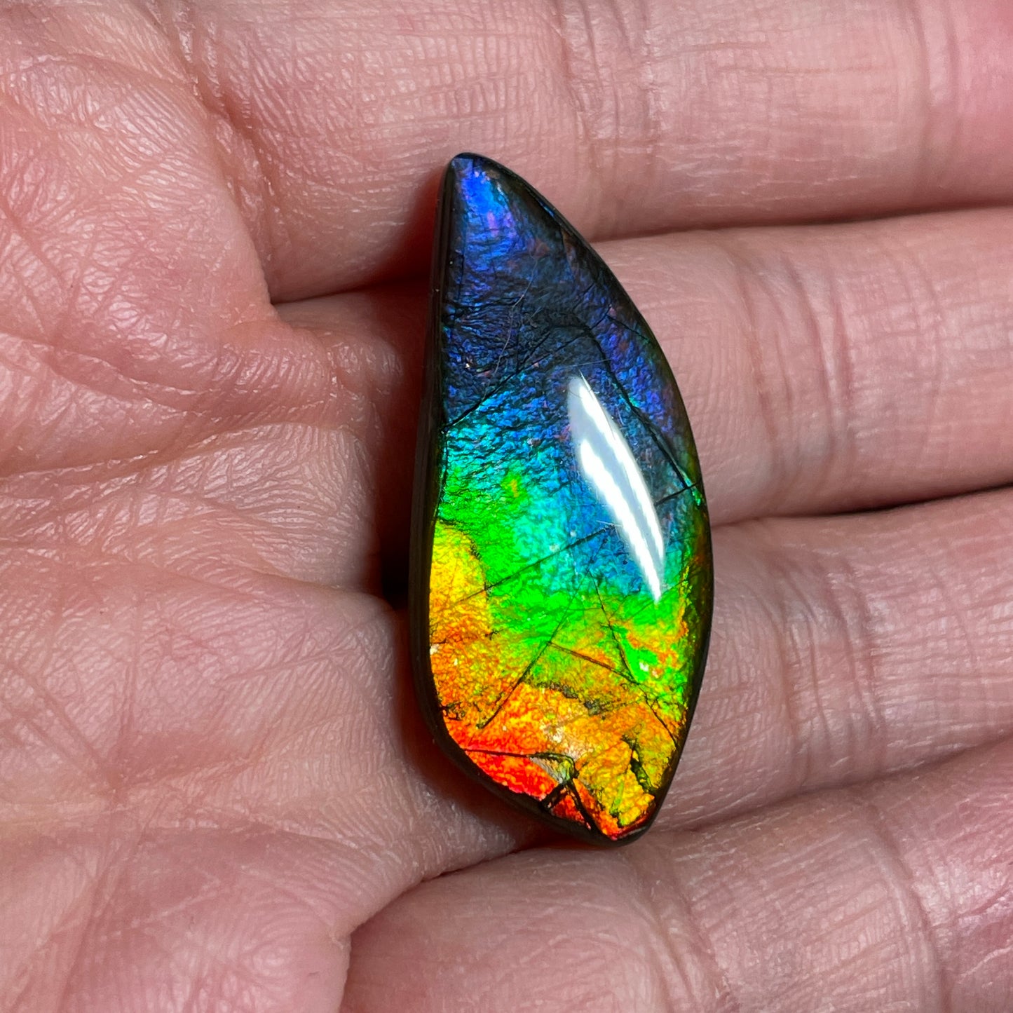 Rainbow Ammolite Freeform Cabochon Coated Natural