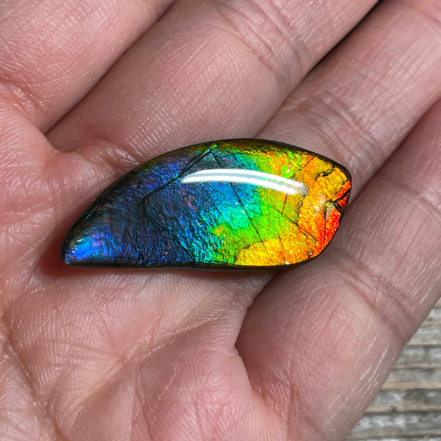 Rainbow Ammolite Freeform Cabochon Coated Natural