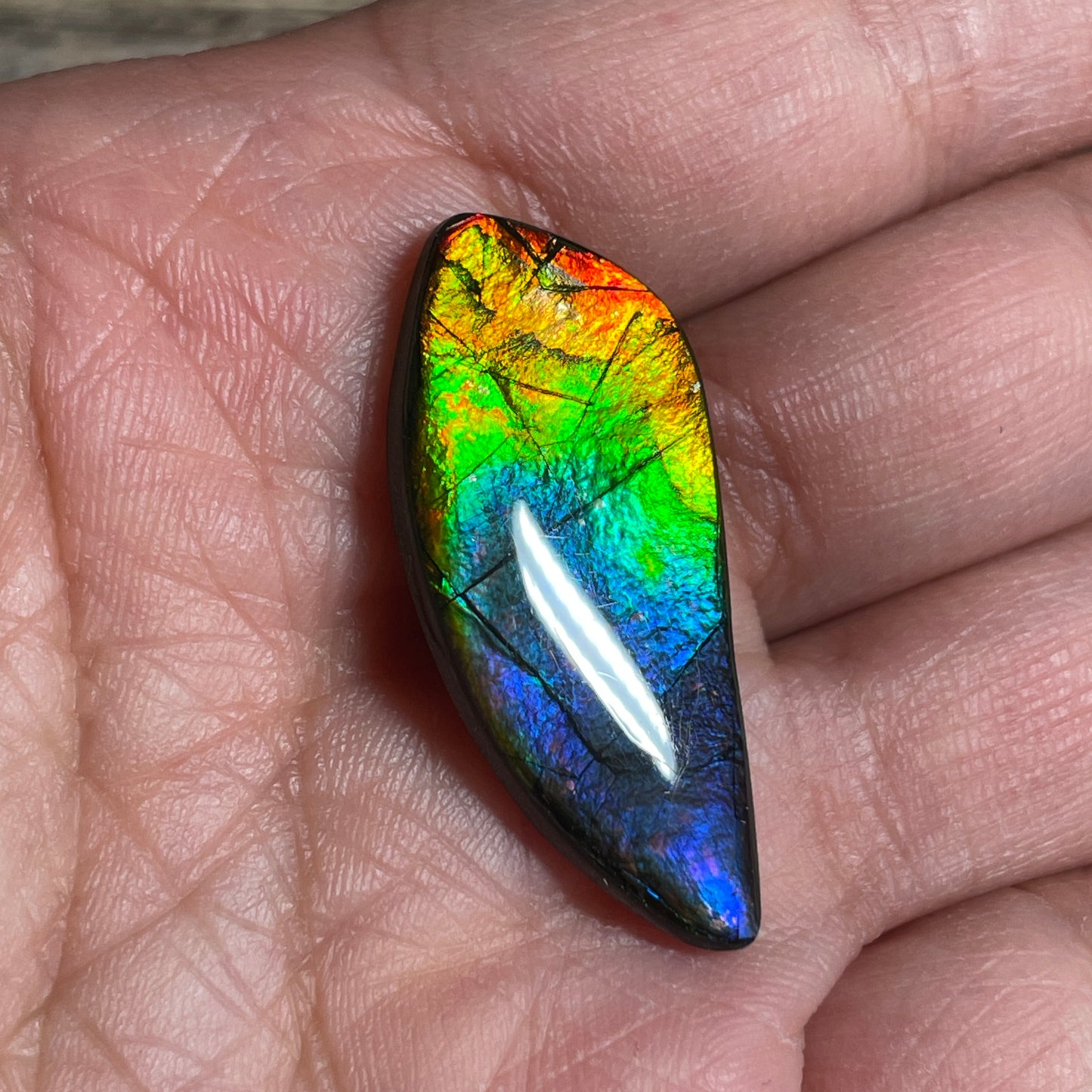Rainbow Ammolite Freeform Cabochon Coated Natural