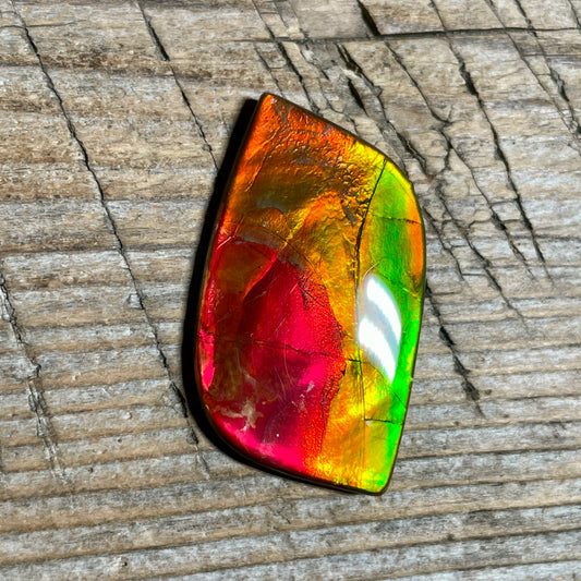Bright Red Green Ammolite Cabochon, Loose Gemstone, Genuine Canadian Ammonite